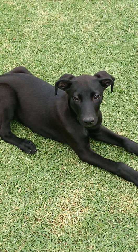 Henry - Large Male German Shorthaired Pointer x Greyhound Dog in VIC ...