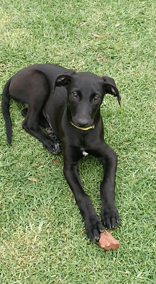 Betty - Large Female German Shorthaired Pointer x Greyhound Dog in VIC ...