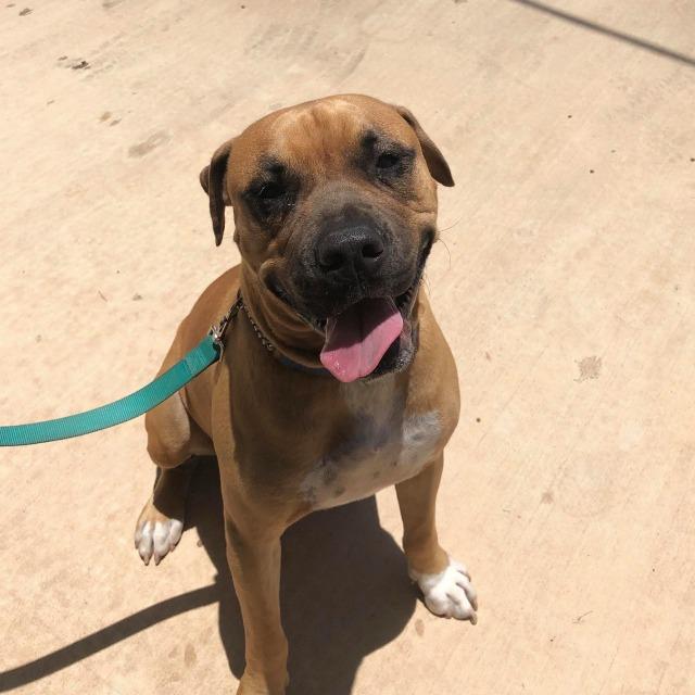 boxer staffordshire mix puppy