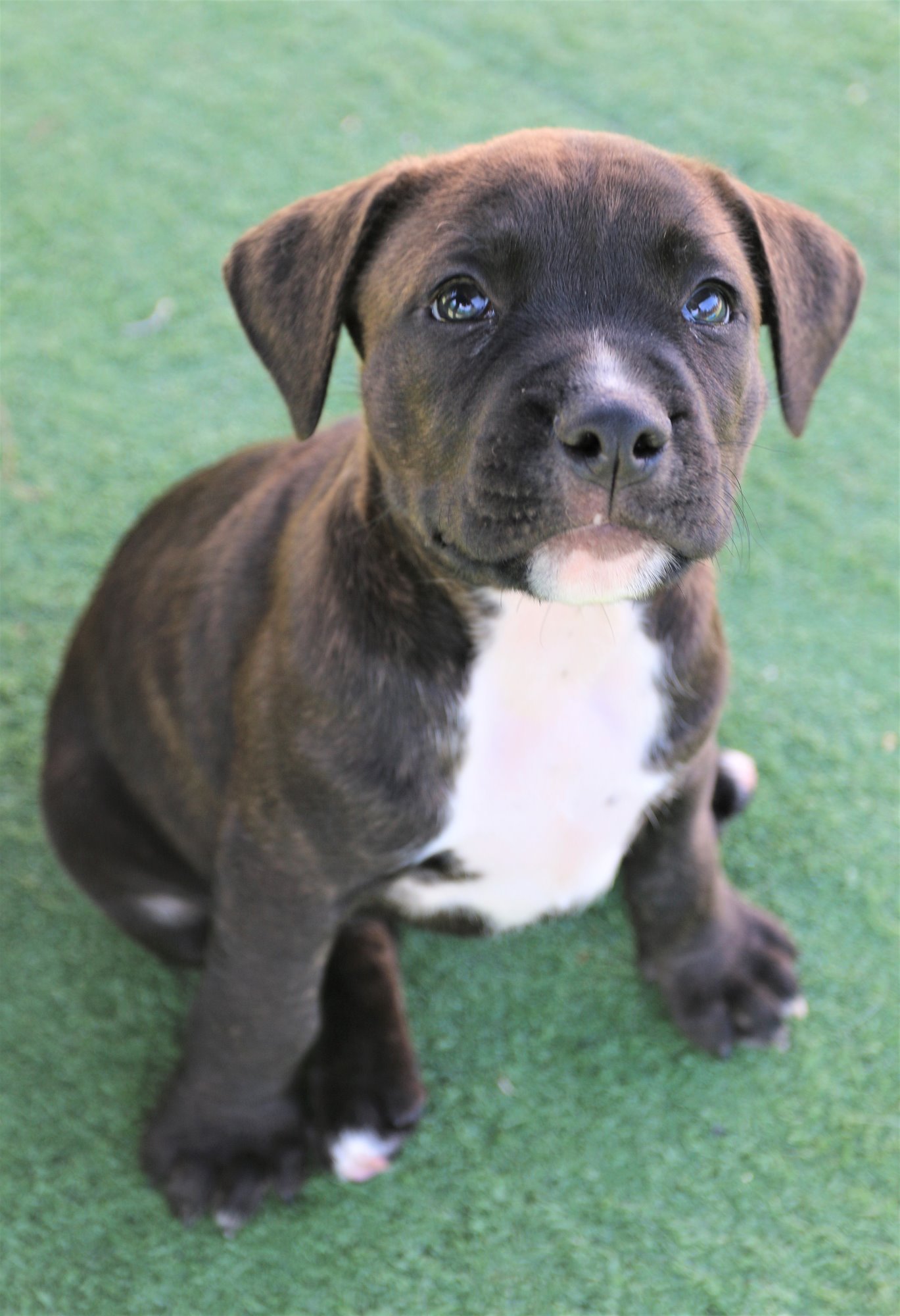 Aza - Large Male Neapolitan Mastiff x Staffordshire Bull Terrier Dog in ...