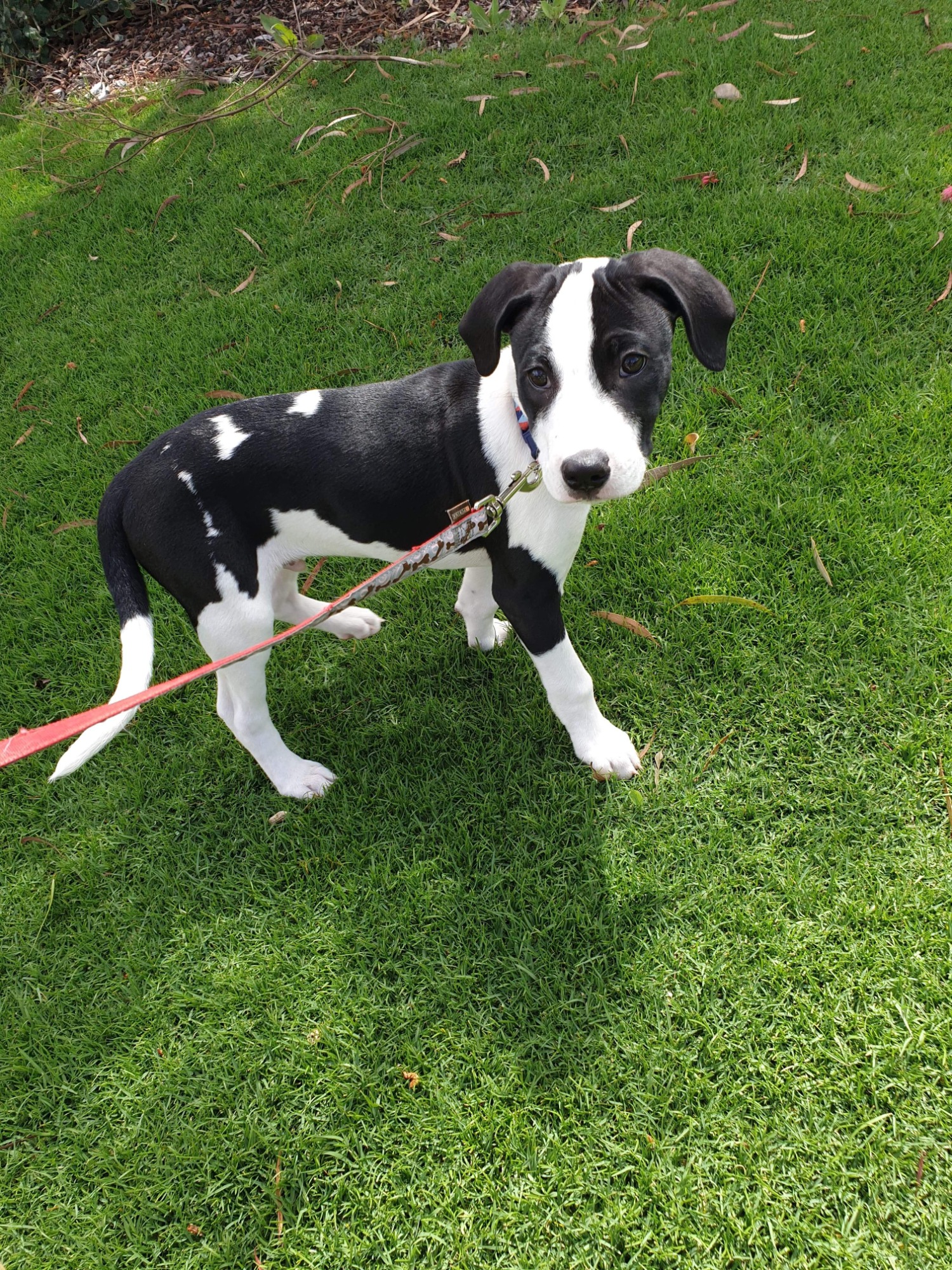 Tiny Large Male Catahoula x Border Collie x Bull Arab Mix Dog in WA PetRescue
