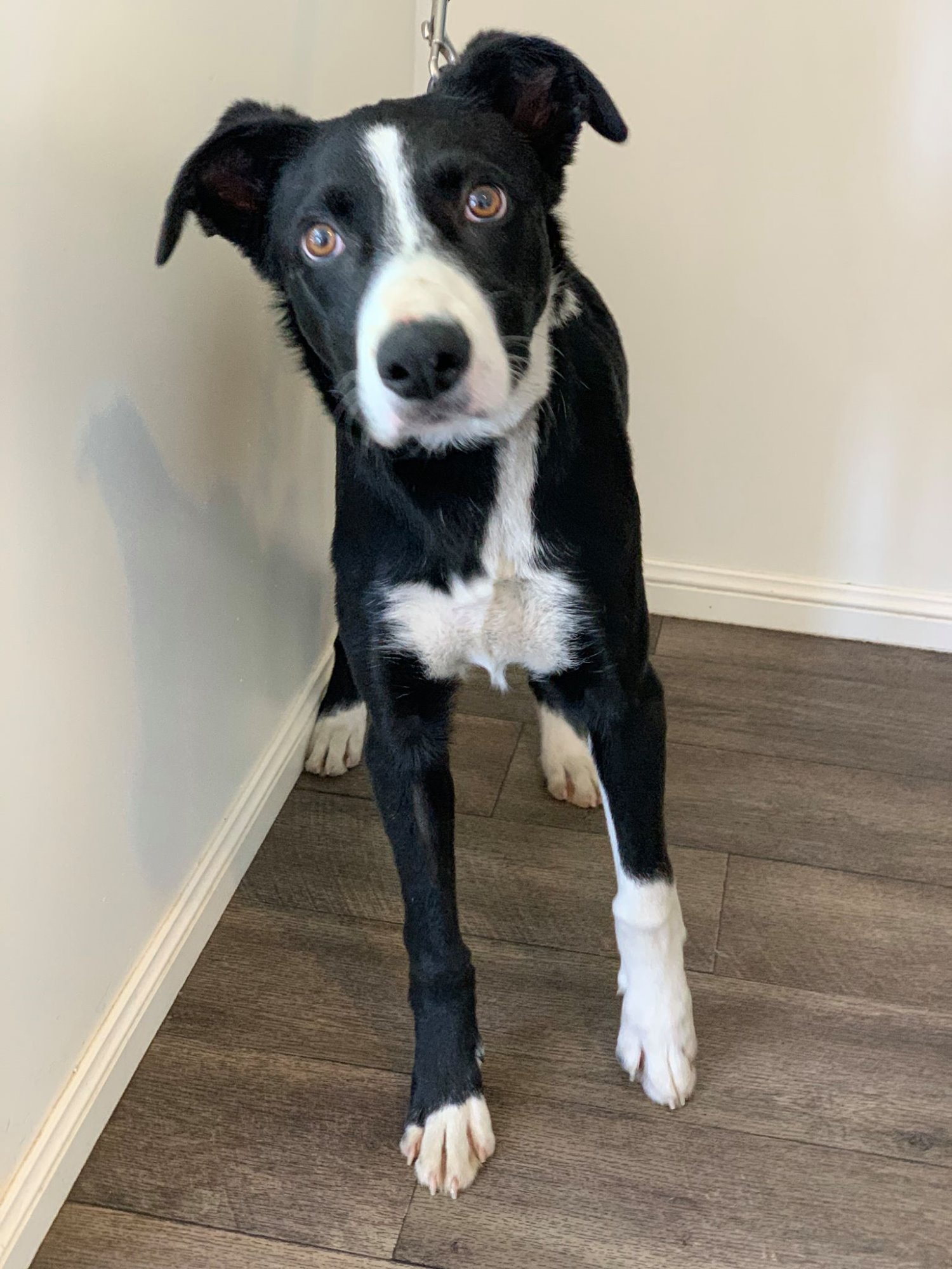 Rix Medium Male Border Collie x Koolie Dog in QLD PetRescue