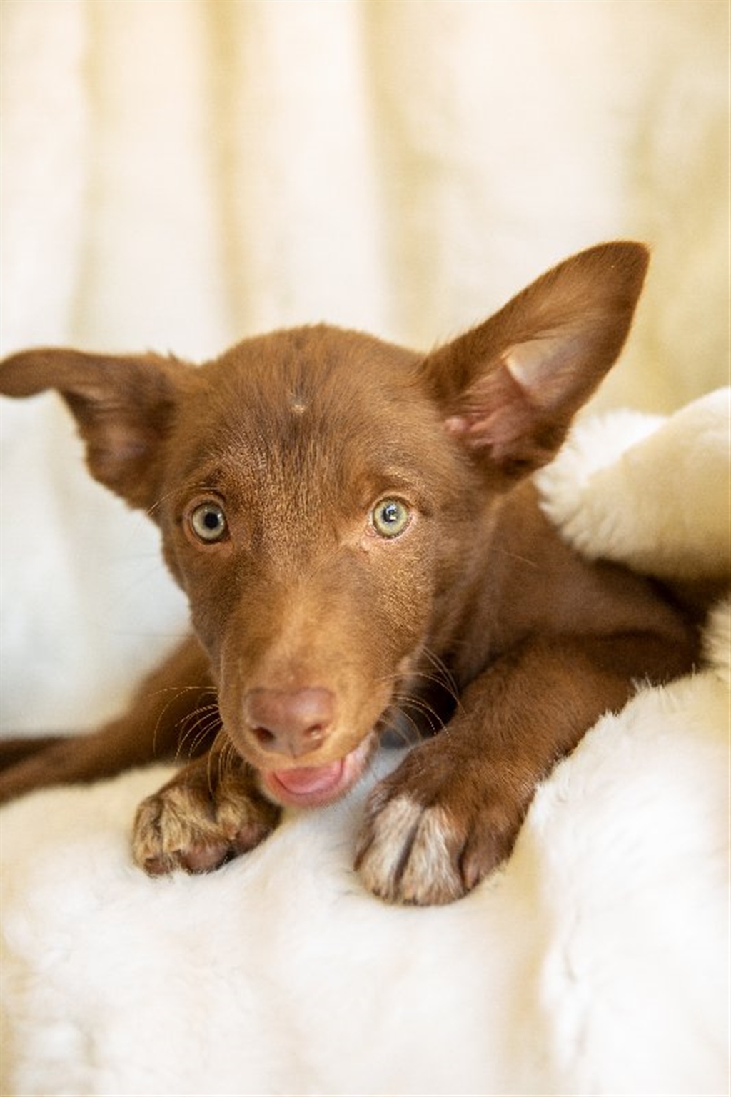Bluey Small Male Border Collie x Kelpie Mix Dog in QLD PetRescue