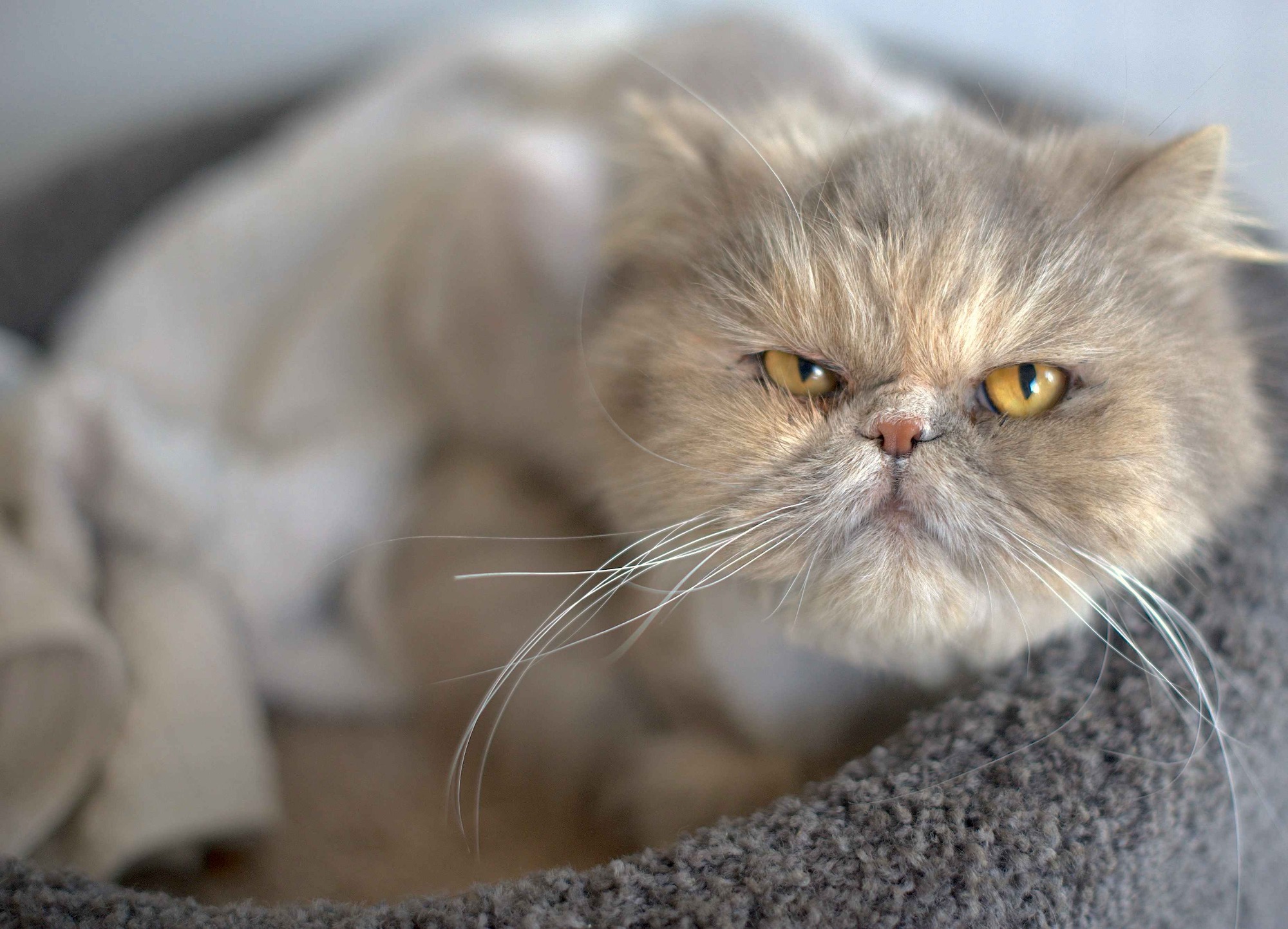 Nola - Female Persian Cat in NSW - PetRescue