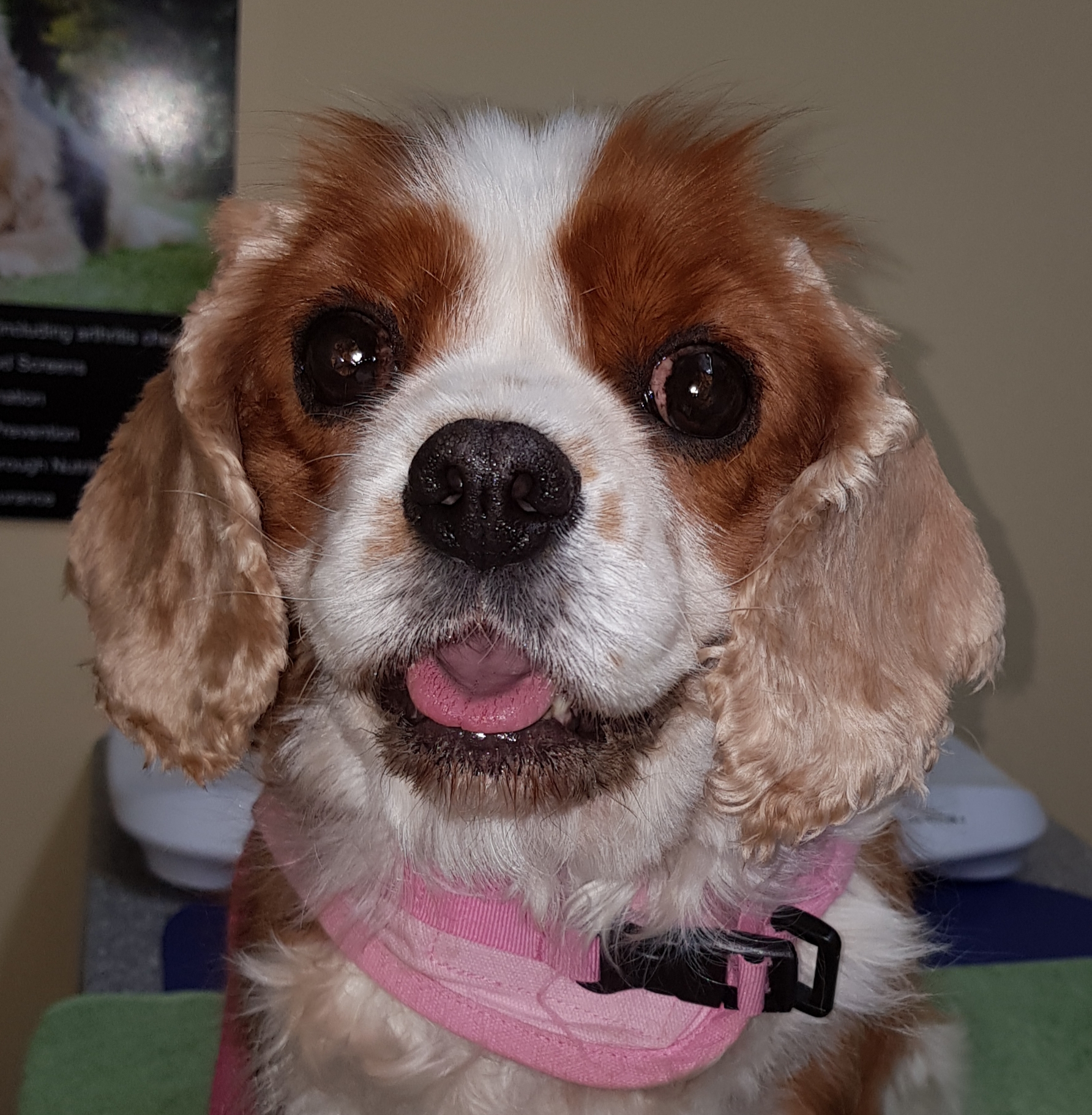 rescue a cavalier king charles spaniel