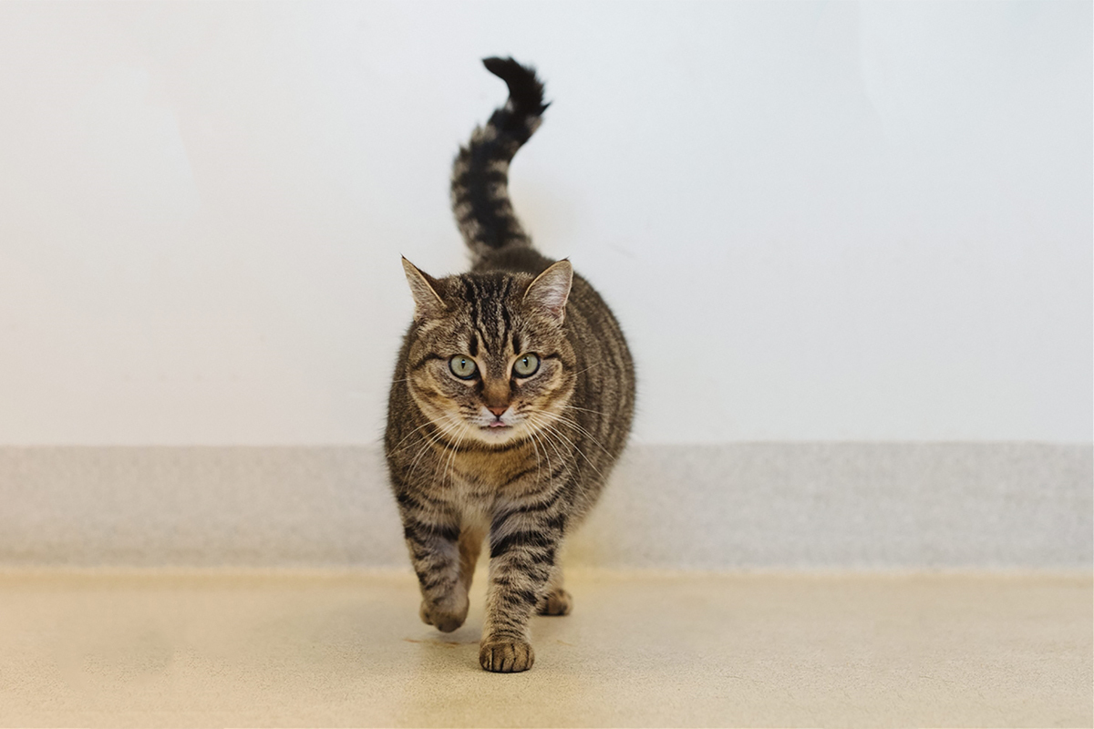 Do you speak cat? The Tail Curl PetRescue