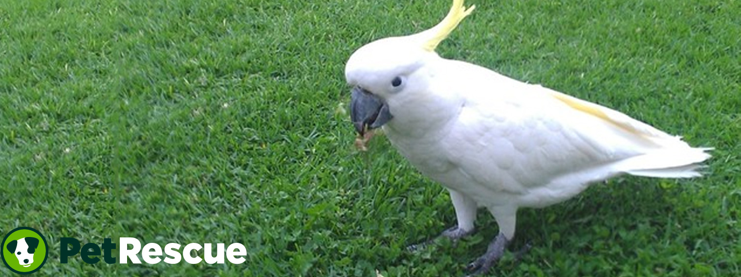 Help for finding your lost bird PetRescue