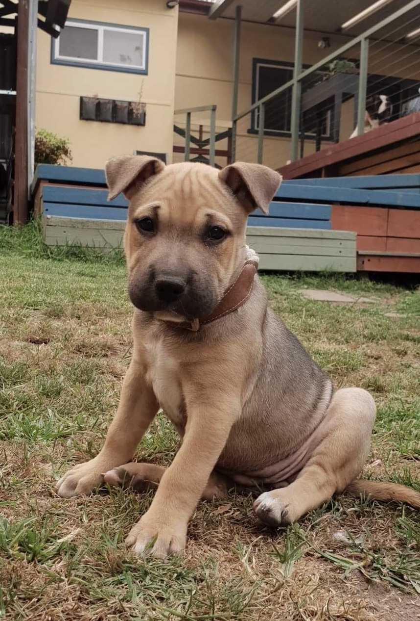 Staffy x hot sale shar pei puppy