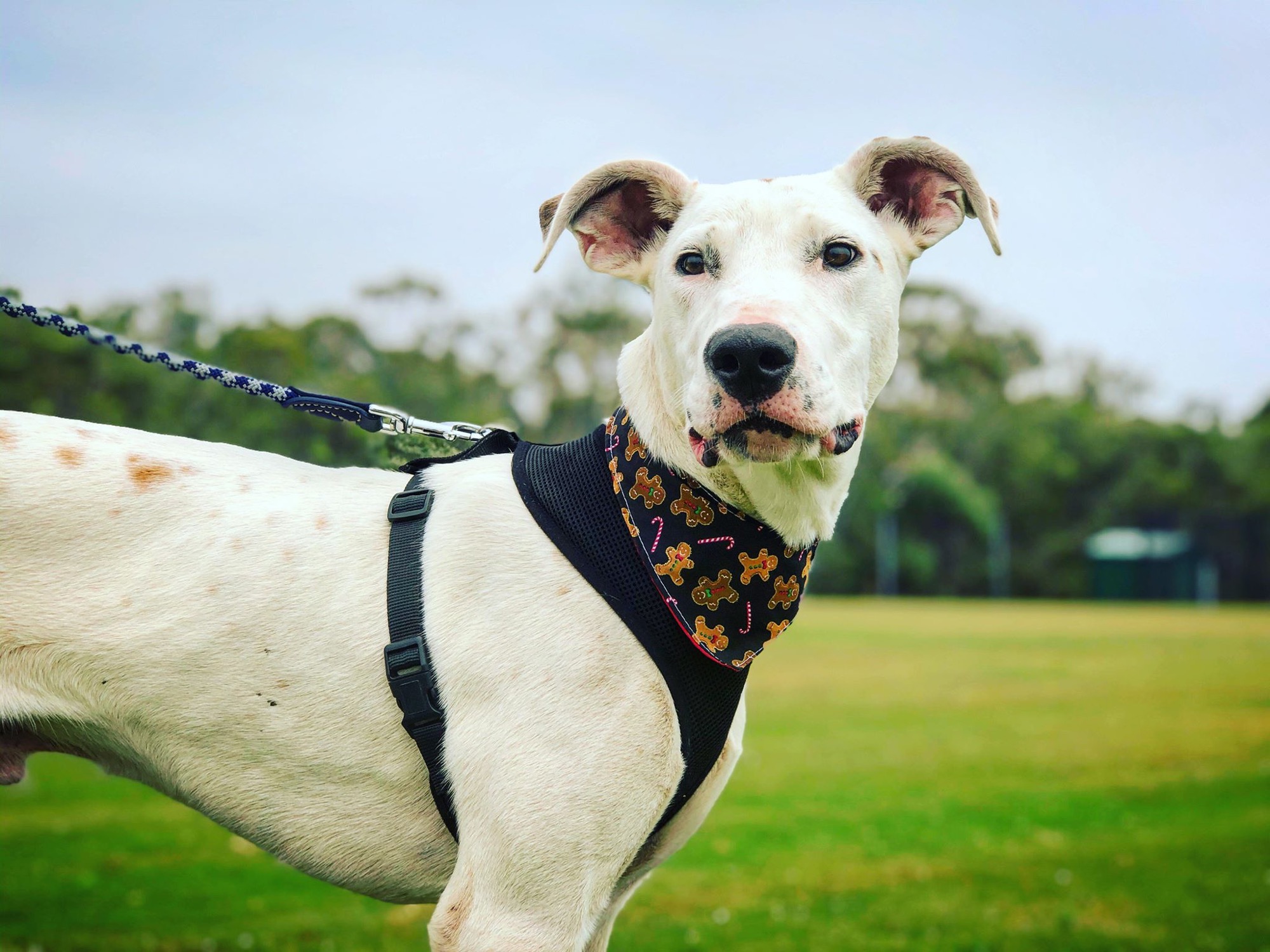 Spot Large Male Greyhound x Great Dane Mix Dog in QLD PetRescue