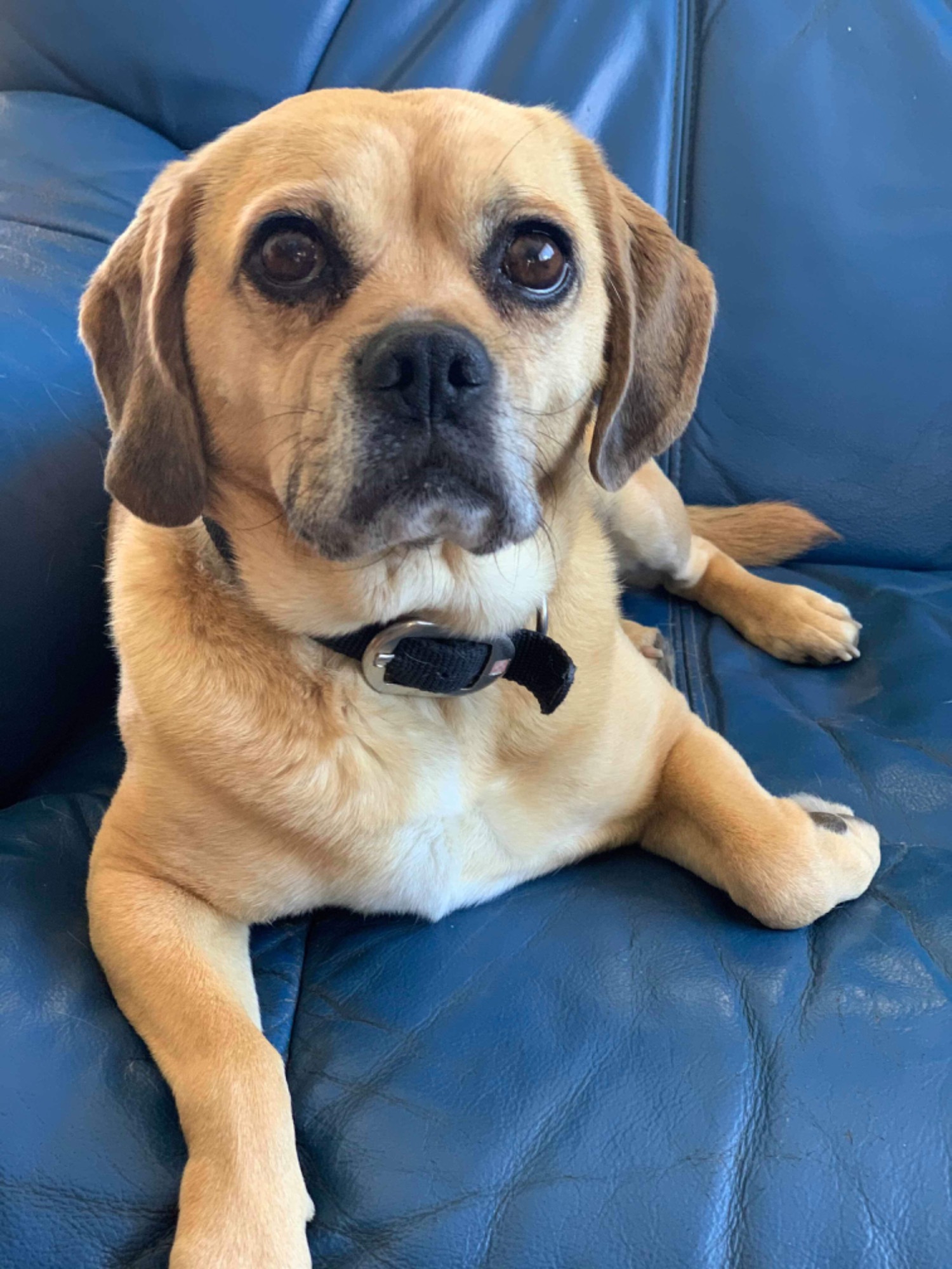 Omy 💖 Small Female Pug x Beagle Dog in NSW PetRescue