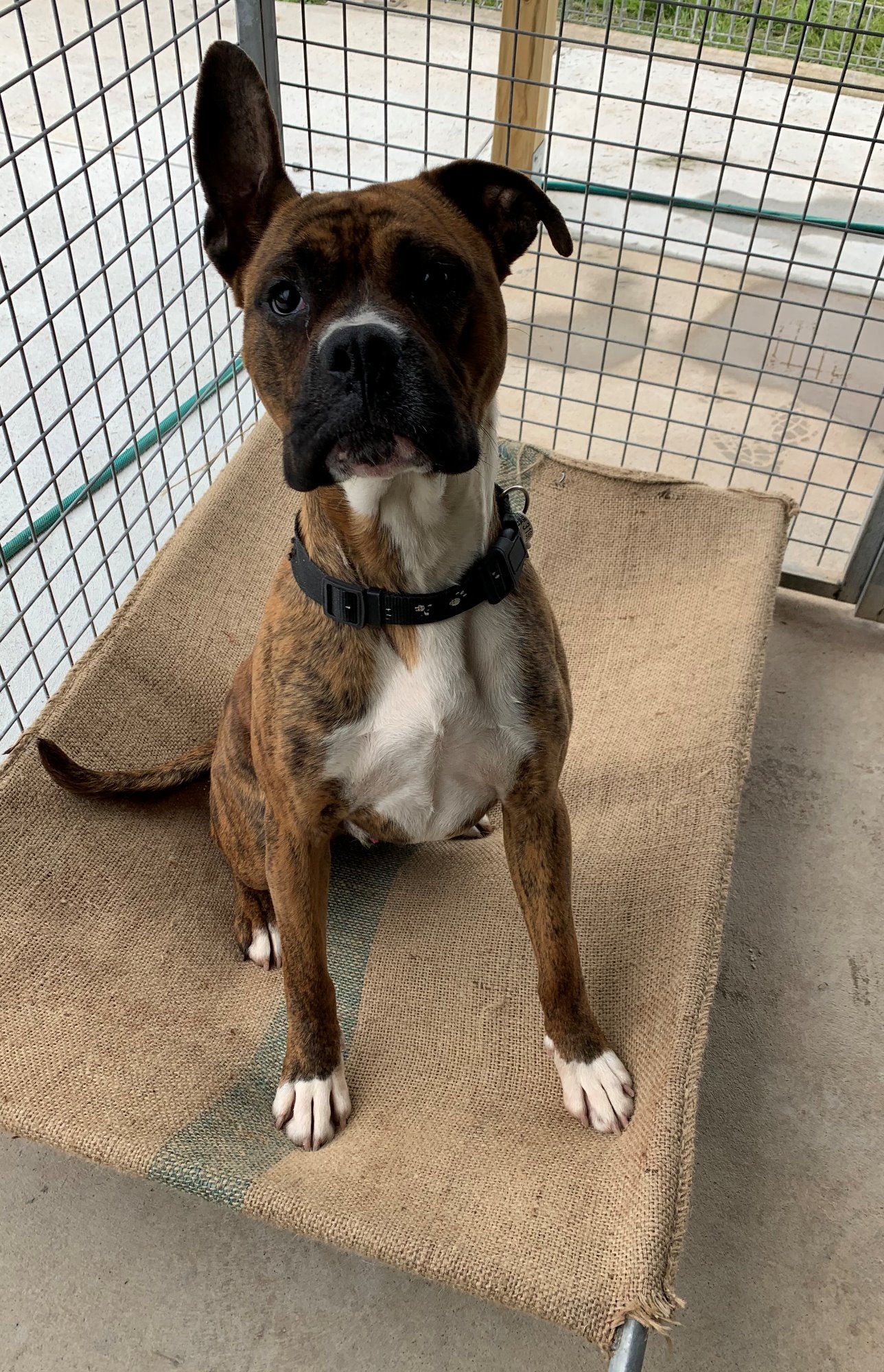 Prince Medium Male Boxer x Staffy Dog in VIC PetRescue