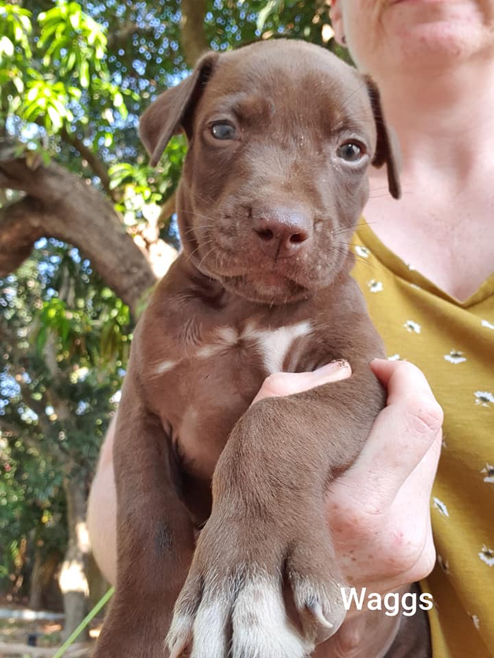 Waggs Medium Male Kelpie x Labrador Mix Dog in QLD PetRescue