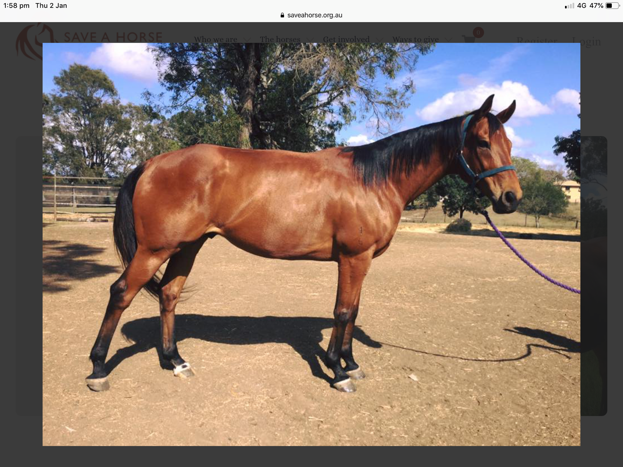 Save a Horse Australia PetRescue