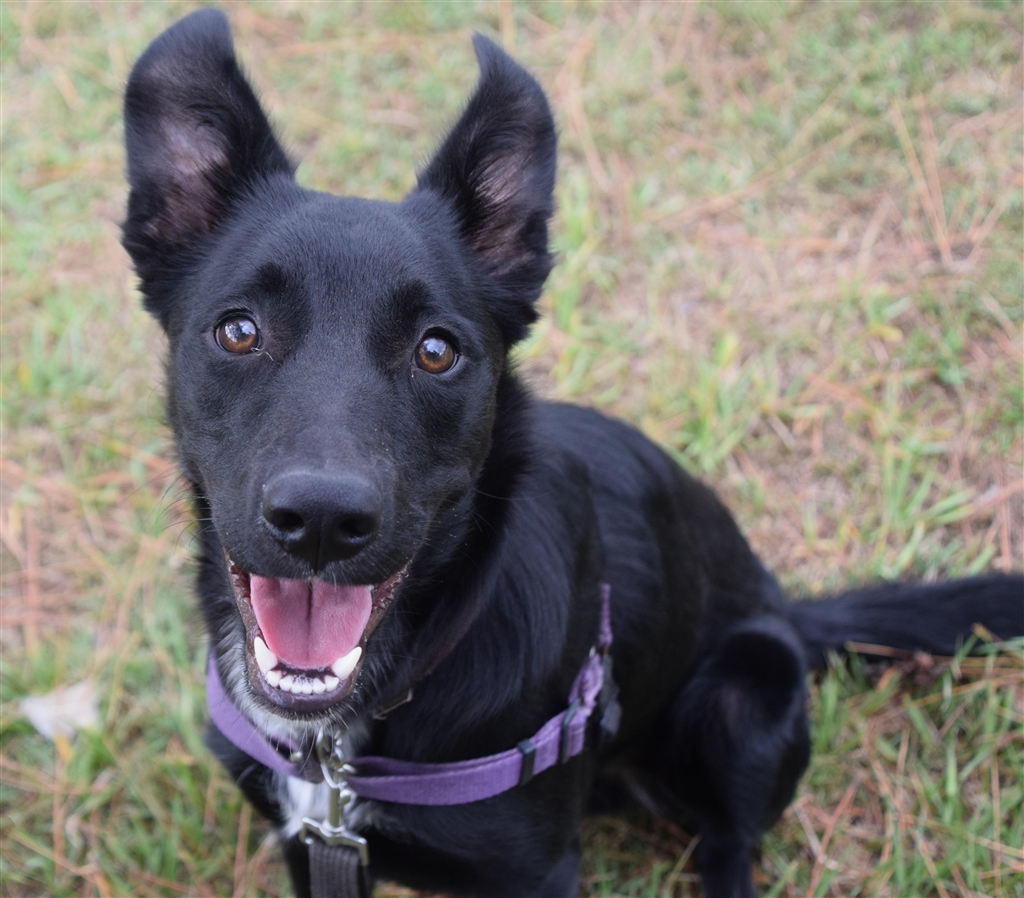 Rumble - Medium Male Border Collie x Kelpie Mix Dog in QLD - PetRescue