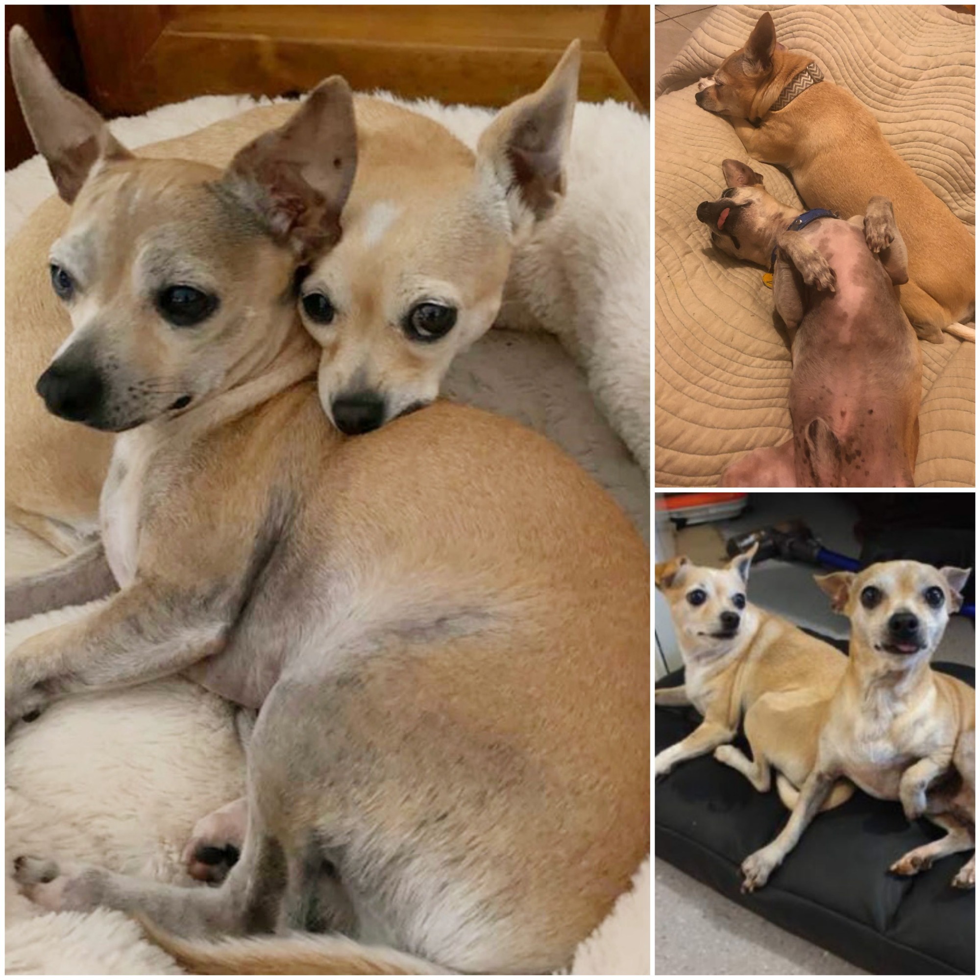 Angel Face Small Female Chihuahua x Miniature Fox Terrier Mix Dog in QLD PetRescue Angel Face Small Female Chihuahua x Miniature Fox Terrier Mix Dog in QLD PetRescue