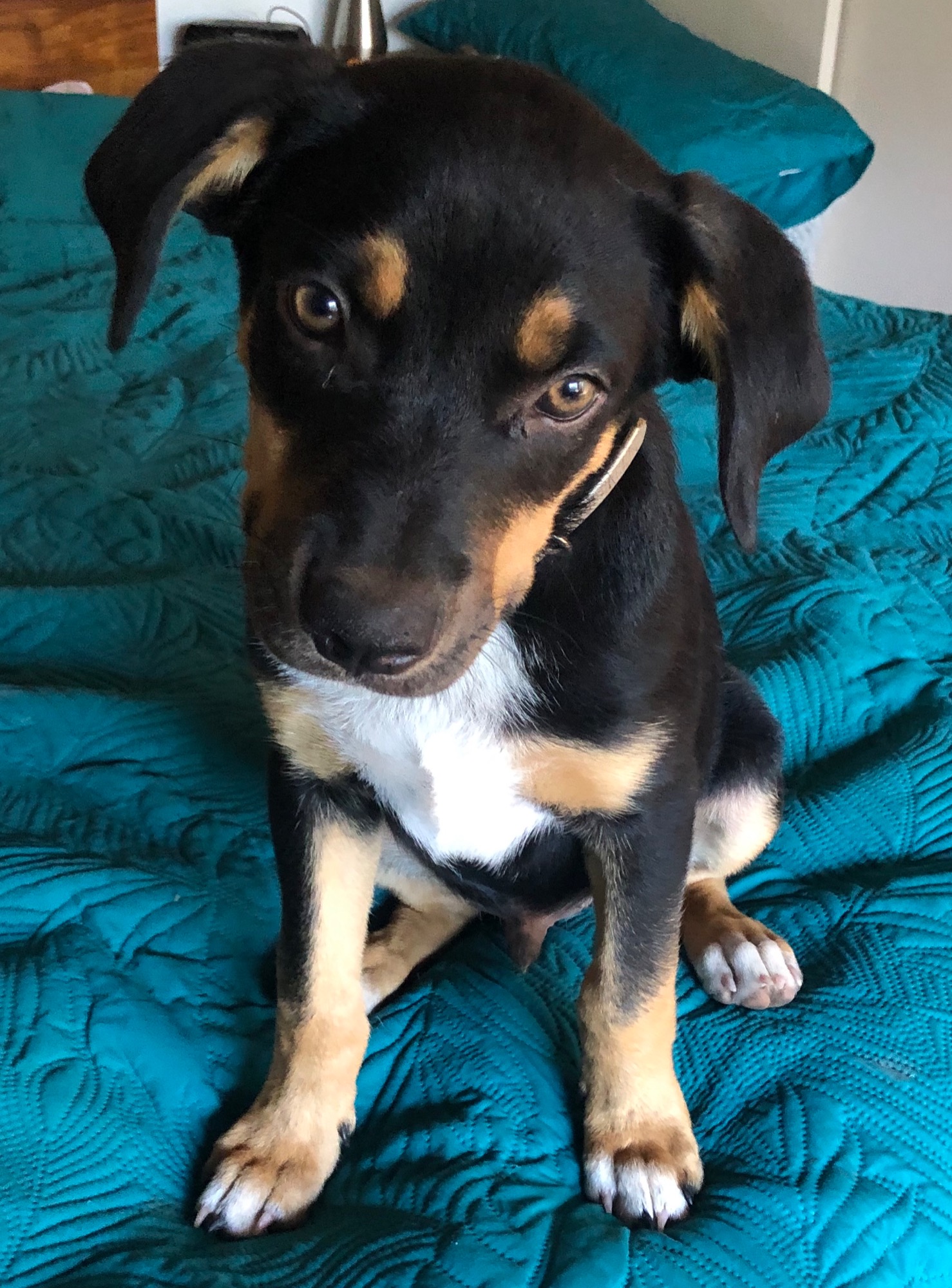 Douglas Medium Male Kelpie Mix Dog in NSW PetRescue
