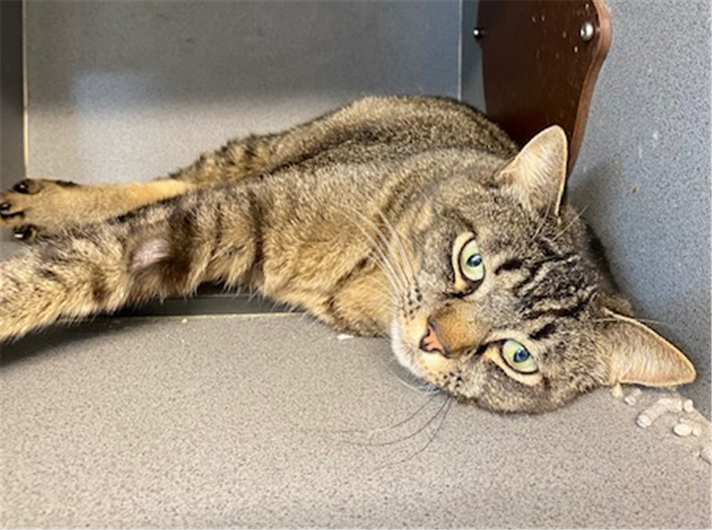 Simi - Female Abyssinian x Ragdoll Mix Cat in QLD - PetRescue