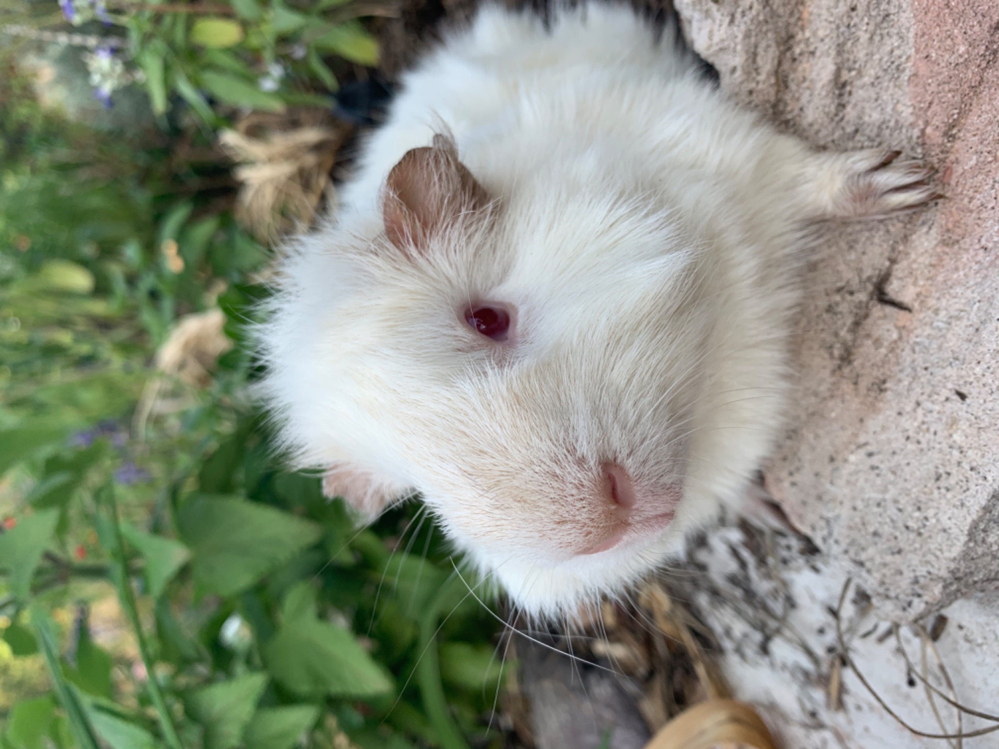 Nimbus - Male Medium-hair Abyssinian Guinea Pig in NSW  