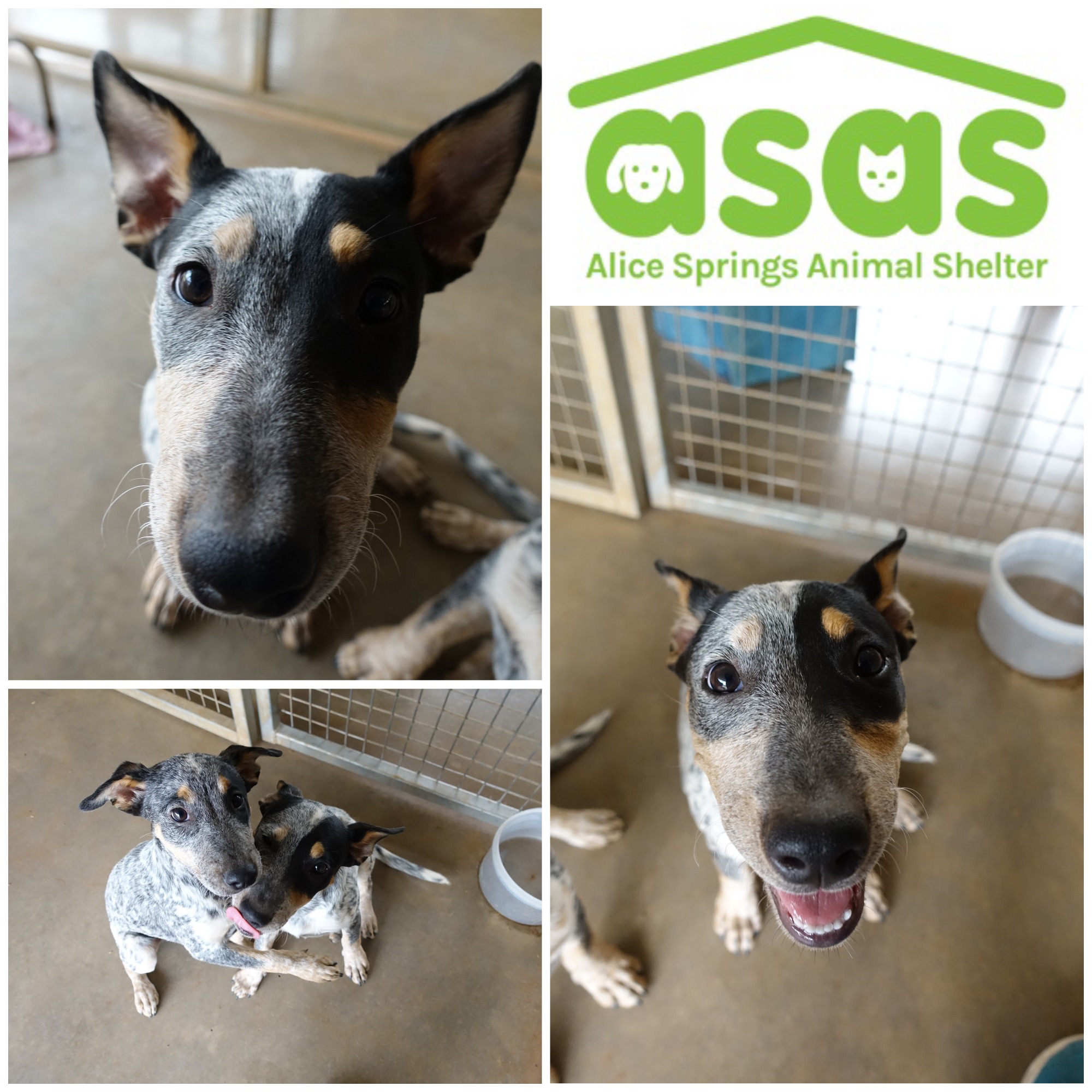 Alice Springs Animal Shelter PetRescue