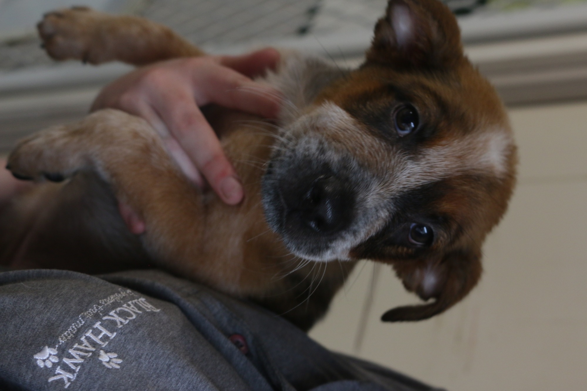 Raptor - Medium Female Australian Cattle Dog Dog in NSW - PetRescue