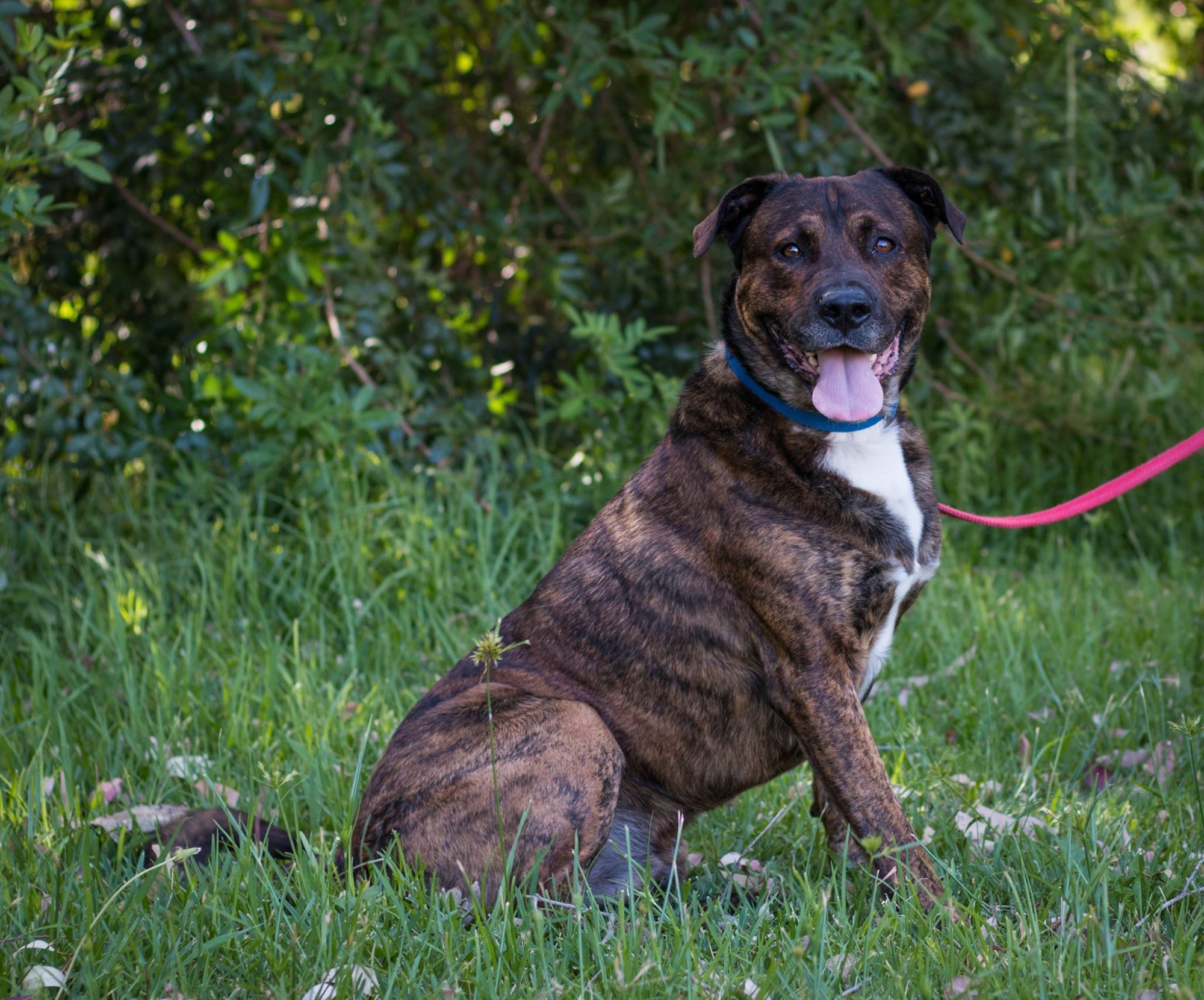 Frank - Medium Male Rottweiler Mix Dog in WA - PetRescue