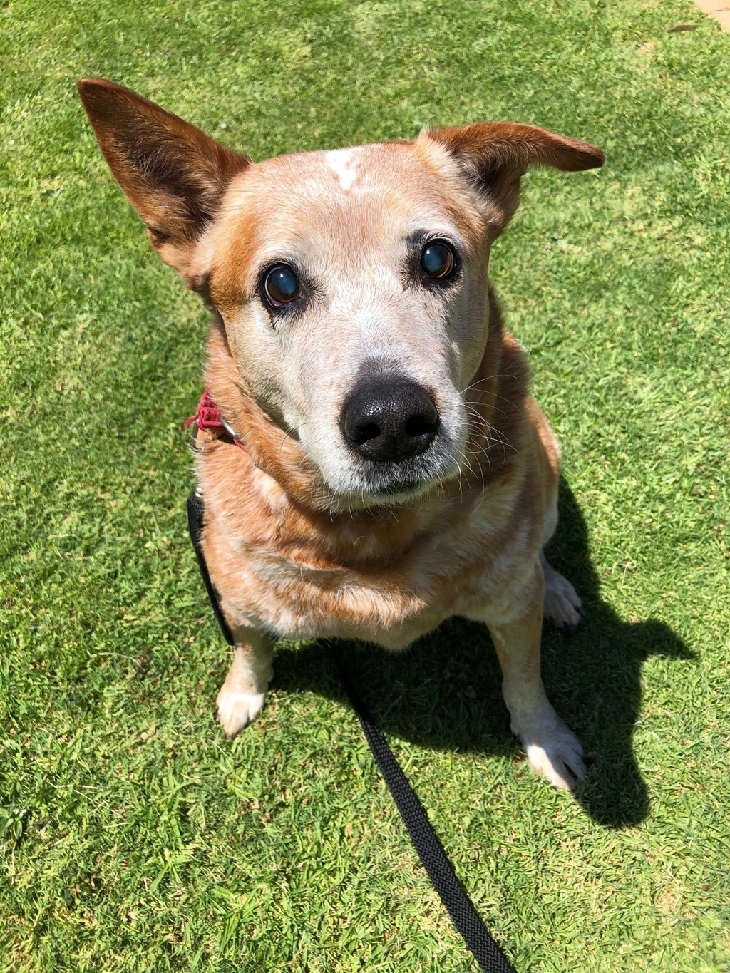 Rolo - Large Male Kelpie x Red Heeler Mix Dog in WA - PetRescue