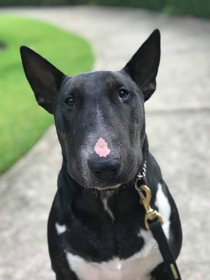 Ollie NSW Bull Terrier Rescue Medium Male Bull Terrier Dog in NSW