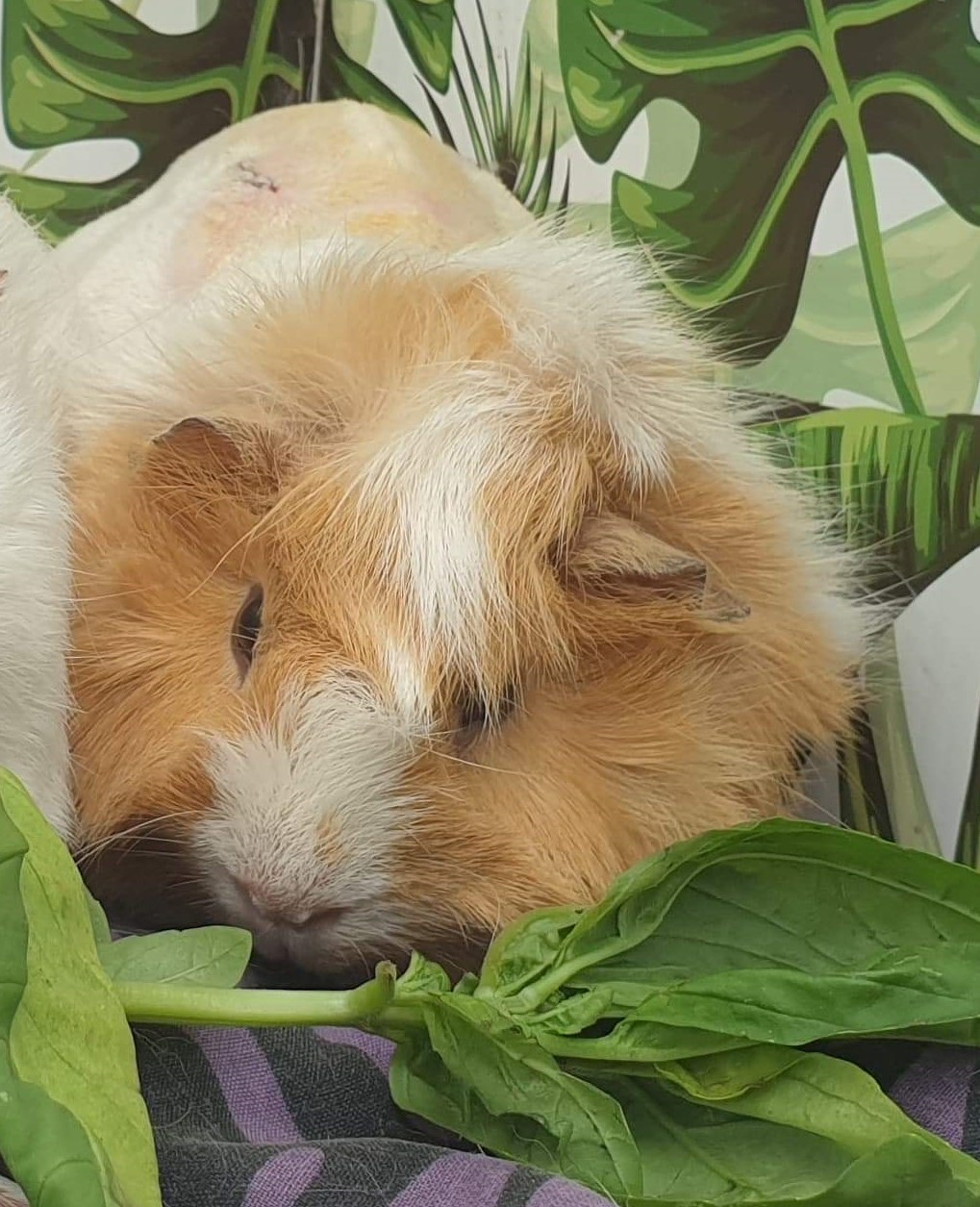 Ninja - Female Medium-hair Abyssinian x Peruvian Guinea  