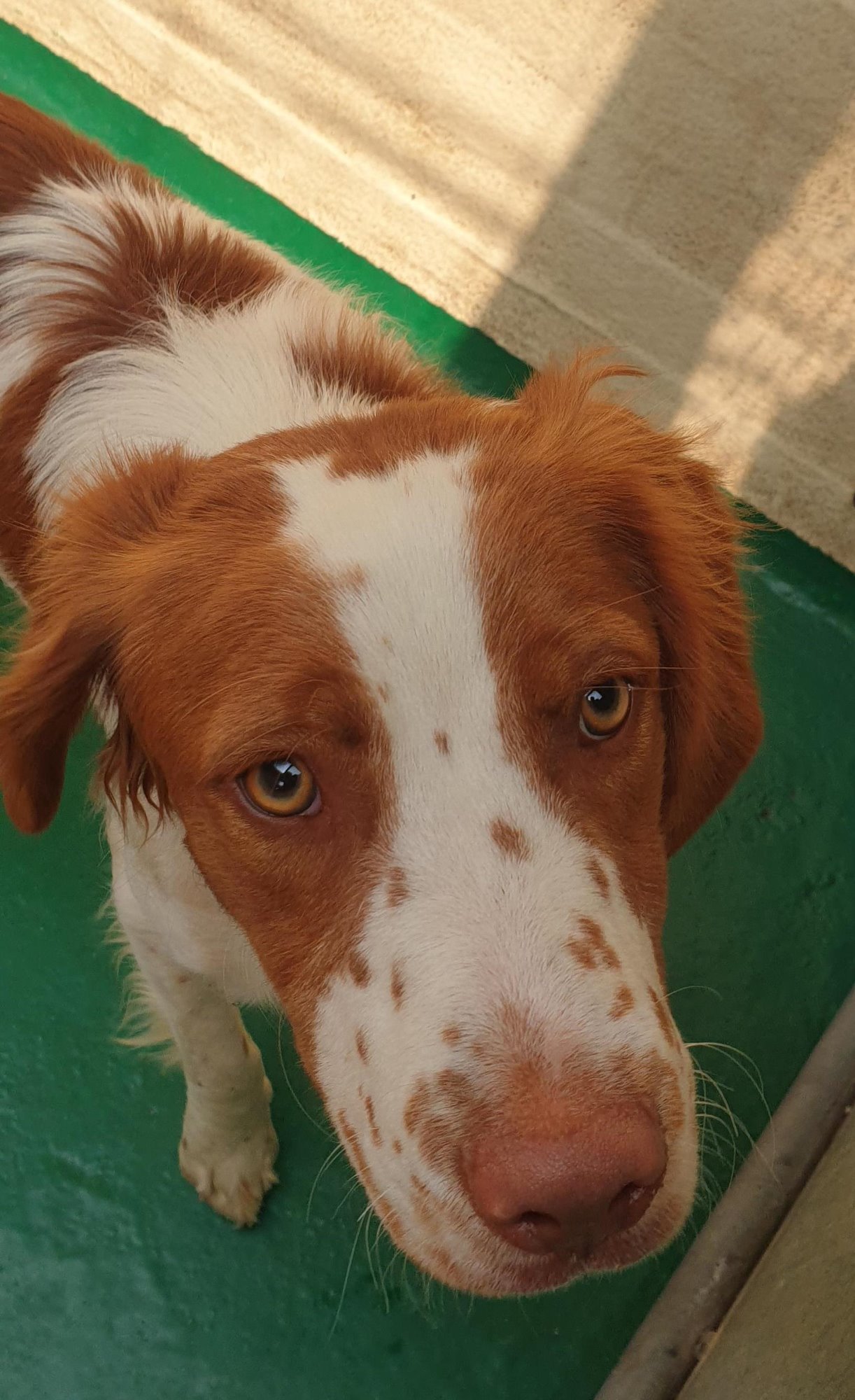 are brittany spaniels good family dogs with cats