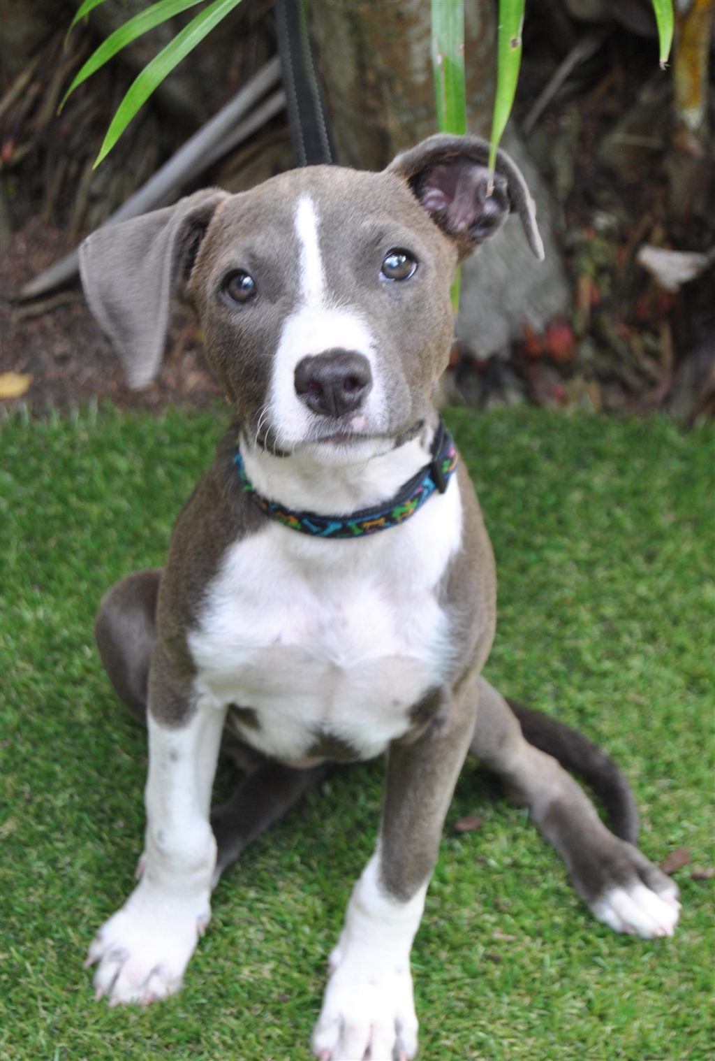 Charlie - Medium Female American Staffordshire Bull Terrier Mix Dog in