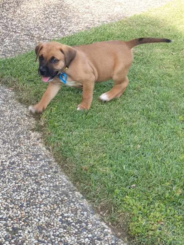 Labrador Rhodesian Ridgeback Puppies Helena - Large Female Labrador x Rhodesian Ridgeback Dog in QLD - PetRescue