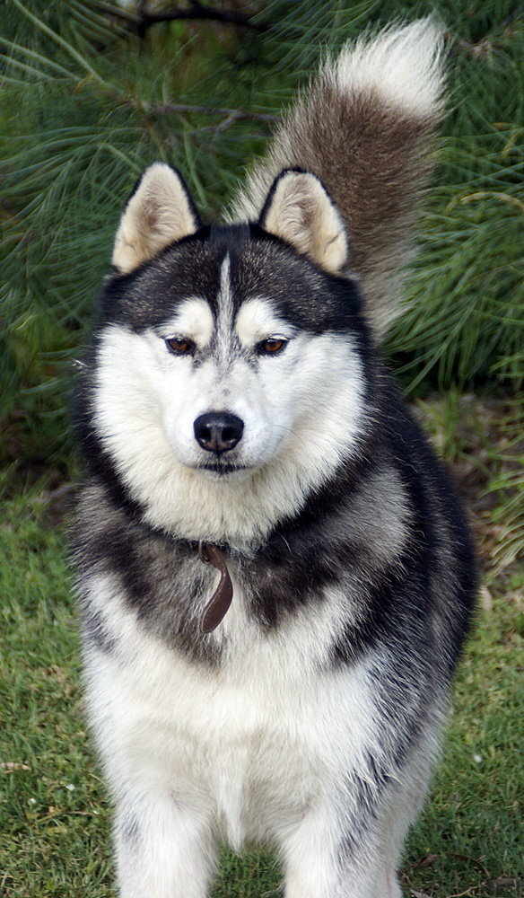 Leo Large Male Siberian Husky Dog in NSW PetRescue