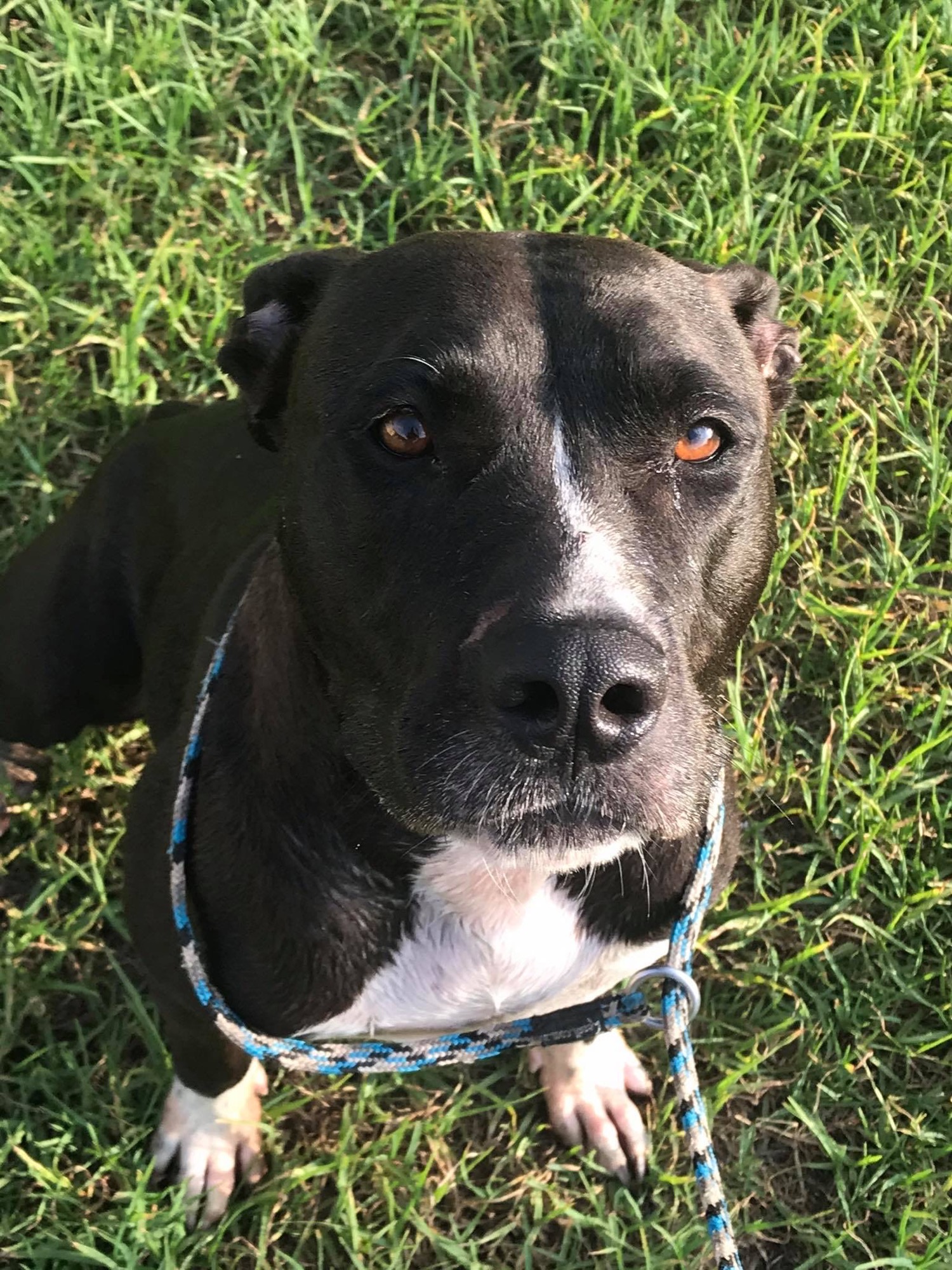 Lady - Medium Female Amstaff Dog in NSW - PetRescue