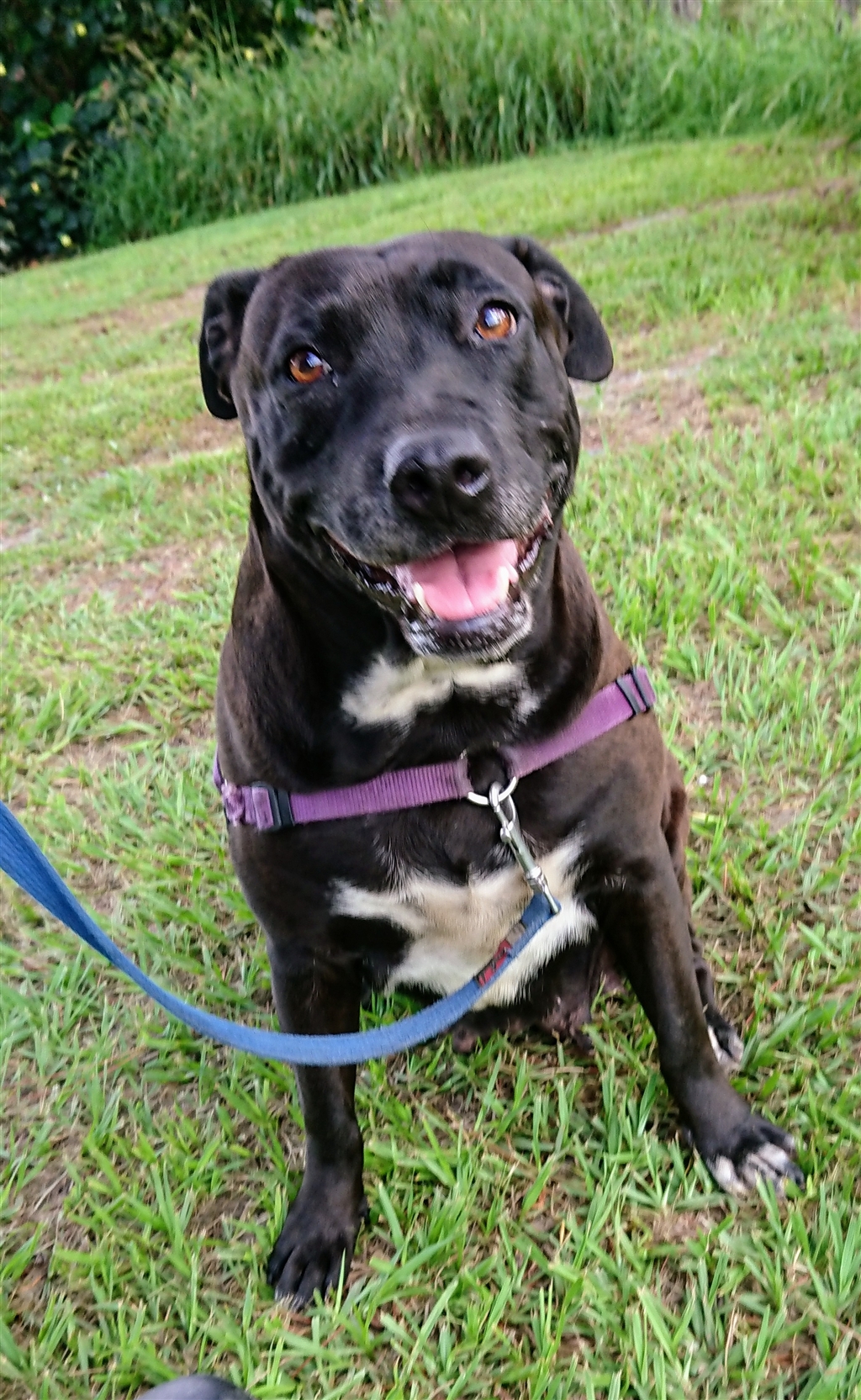 Flossy Medium Female Labrador Retriever x English Staffordshire Bull