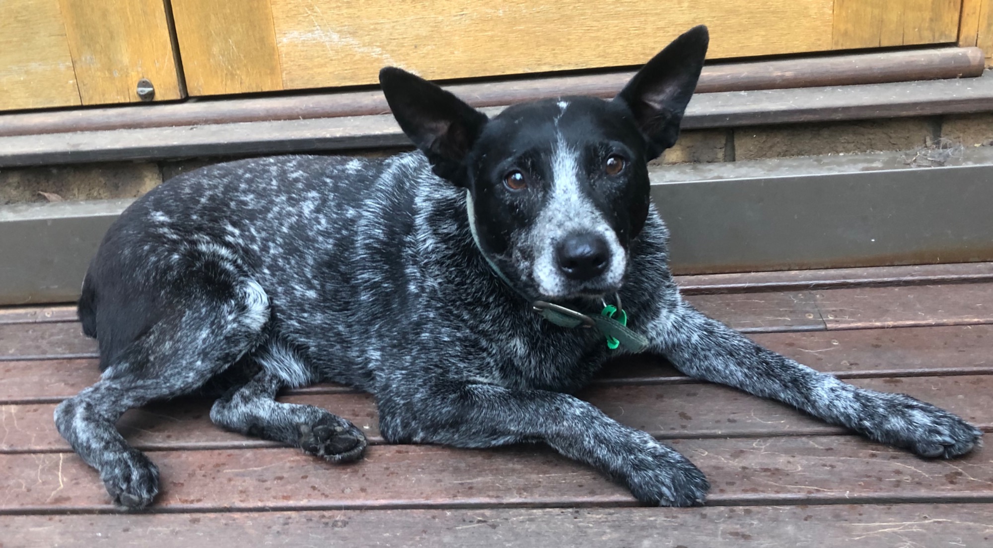 Chris Medium Male Australian Stumpy Tail Cattle Dog Dog in NSW