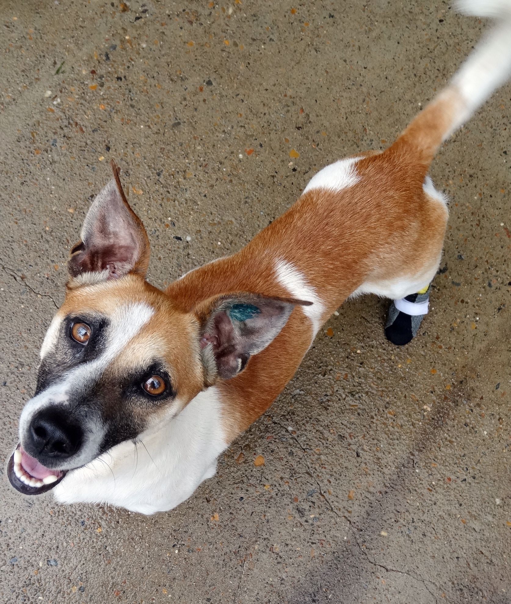 Jack Russell Rescue PetRescue