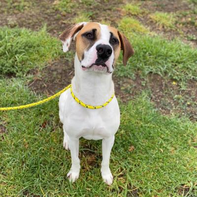 Ollie 936310 - Large Male Bull Arab Dog in VIC - PetRescue