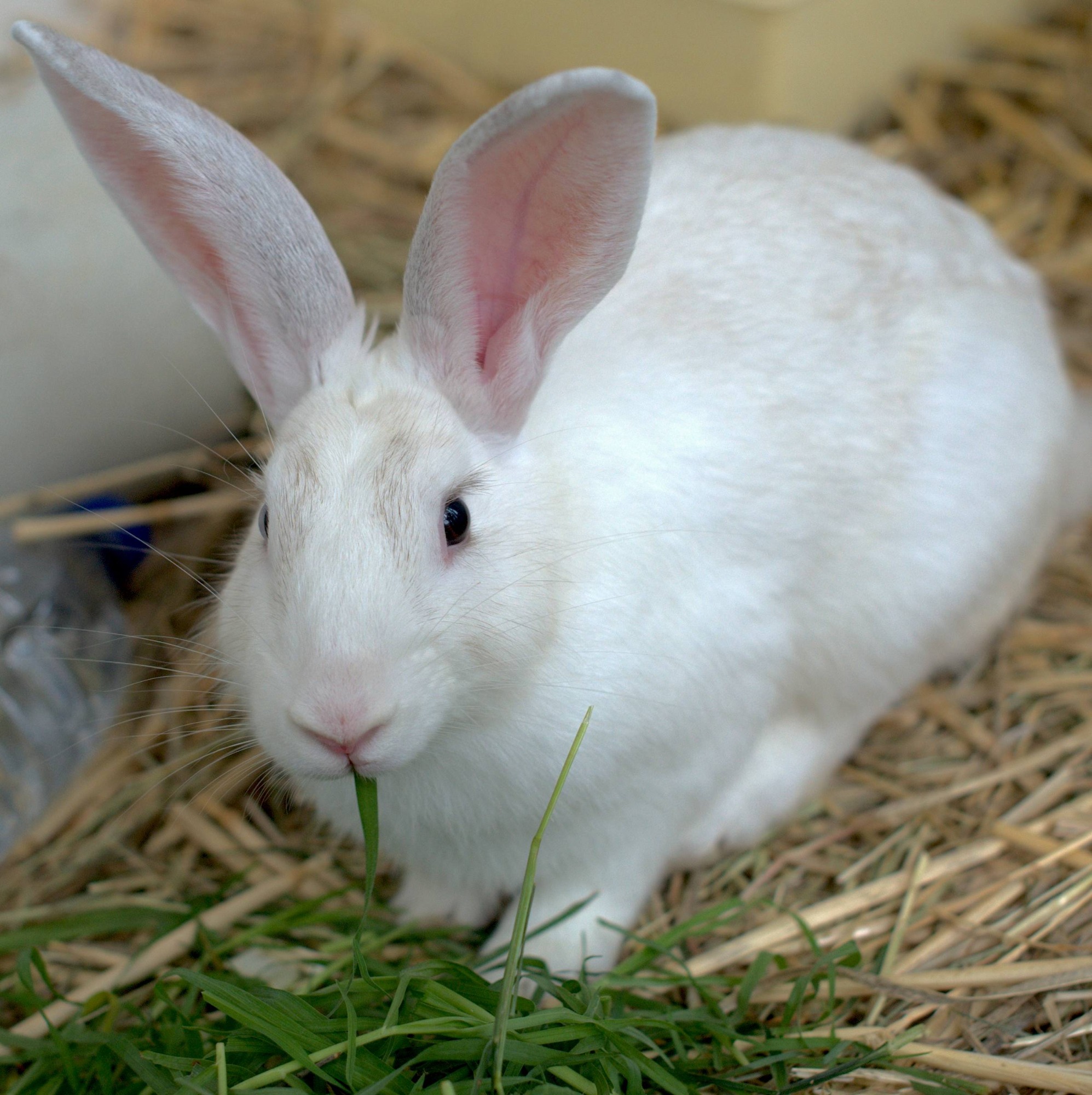 Jasper Male Rabbit in NSW PetRescue