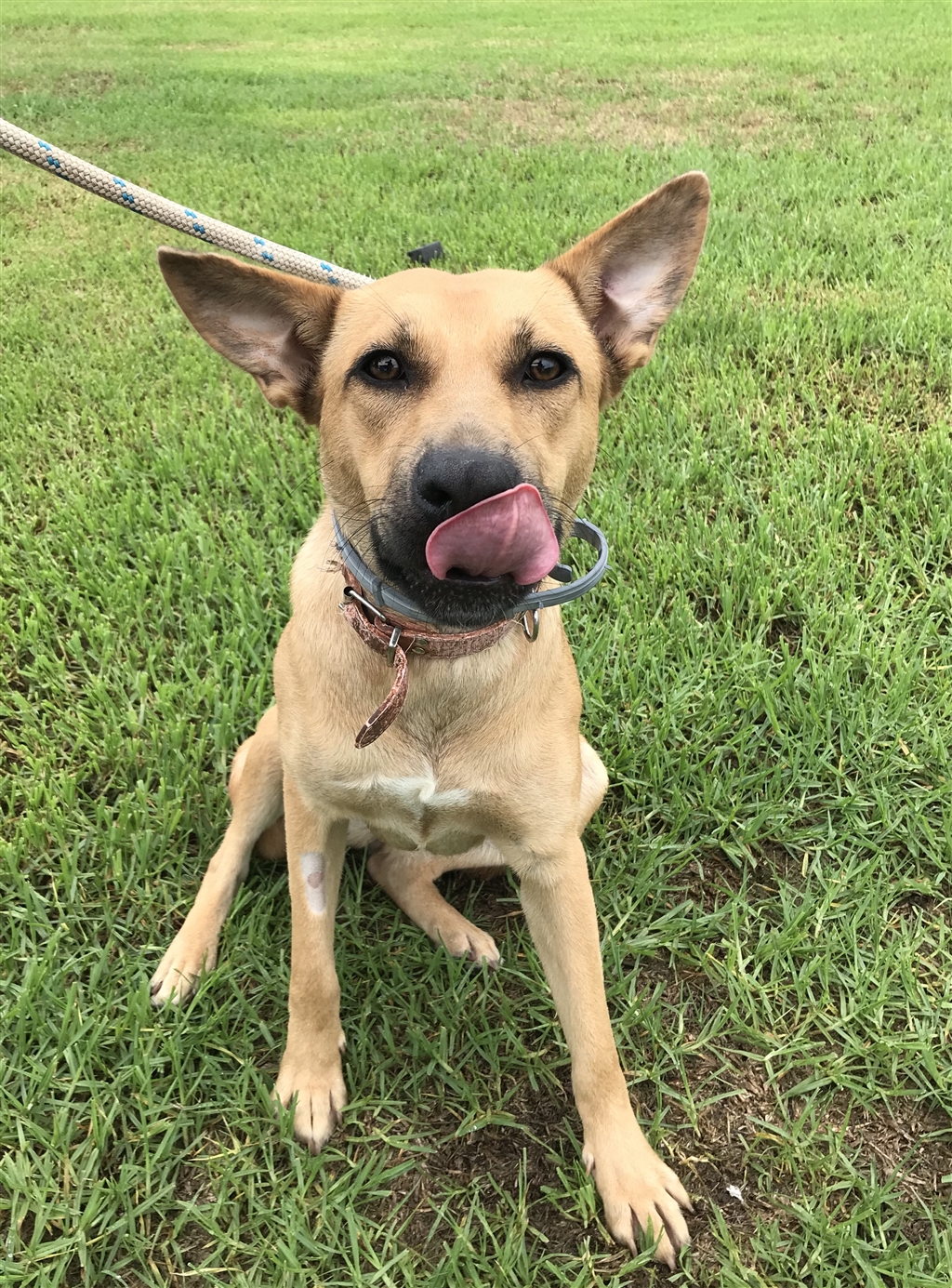 Annie Medium Female Australian Cattle Dog x German Shepherd Mix Dog in QLD PetRescue