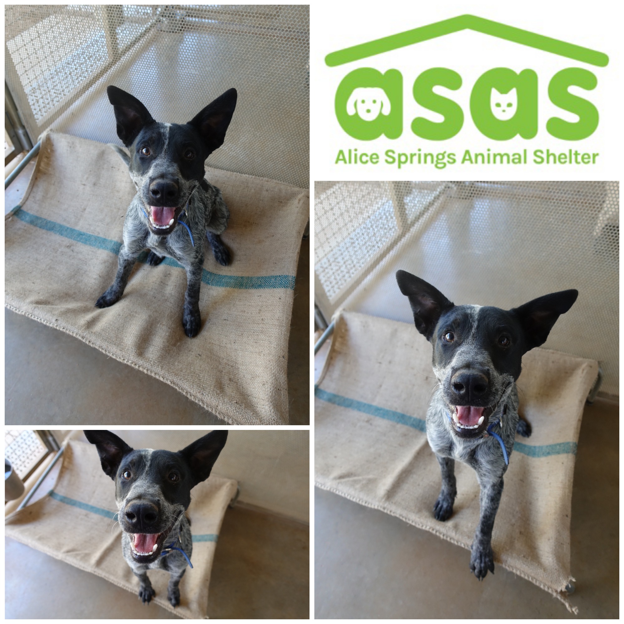 Bluey DG20078 Medium Male Australian Cattle Dog x Mixed Breed Mix