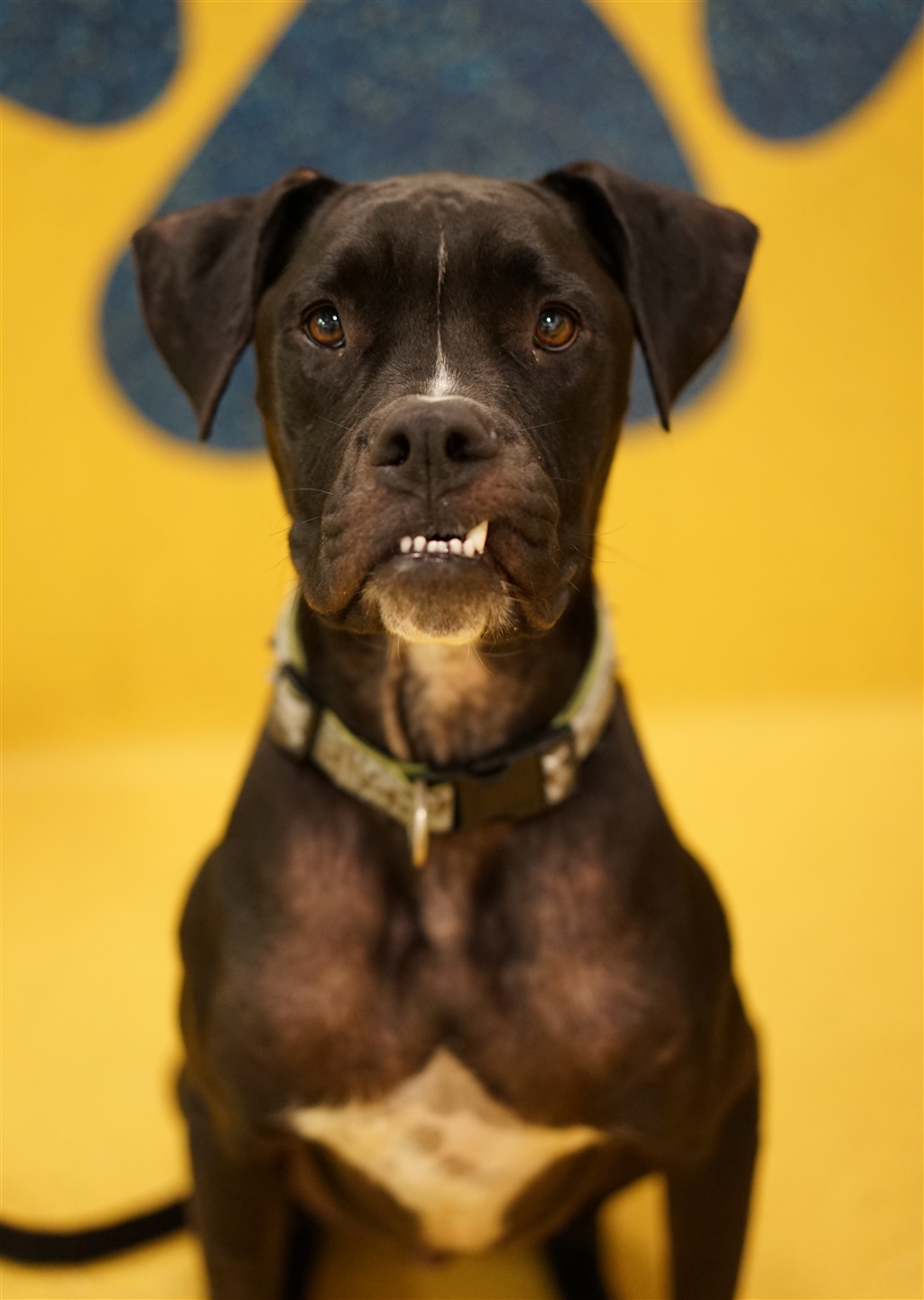 american bulldog and boxer mix