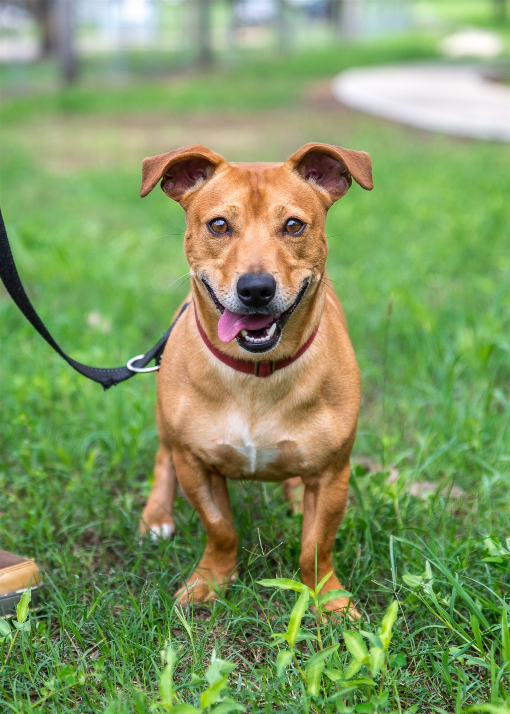 Sharkey - Medium Male Staffordshire Terrier Mix Dog in NSW - PetRescue