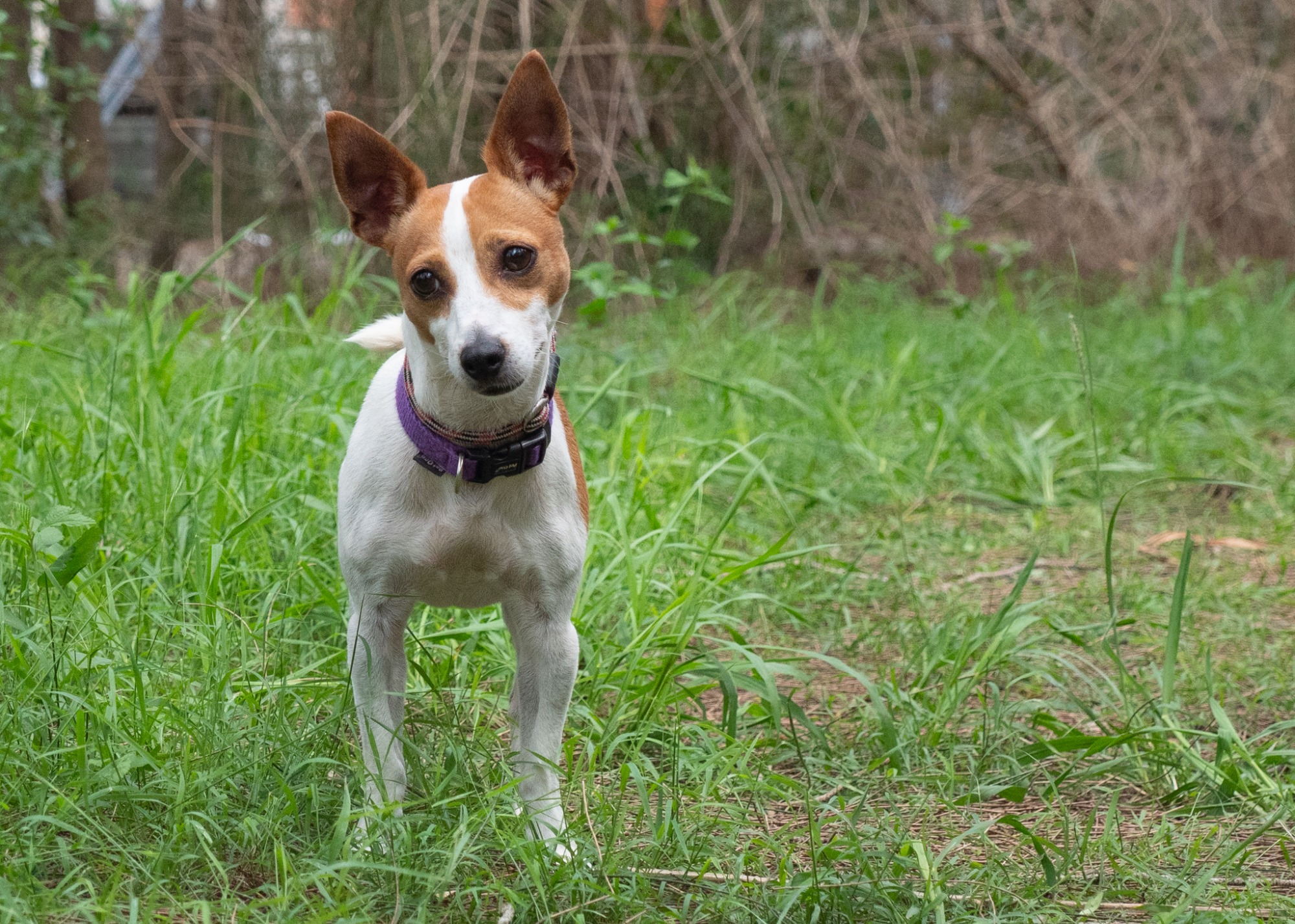 Bella Small Female Jack Russell Terrier Dog in NSW PetRescue