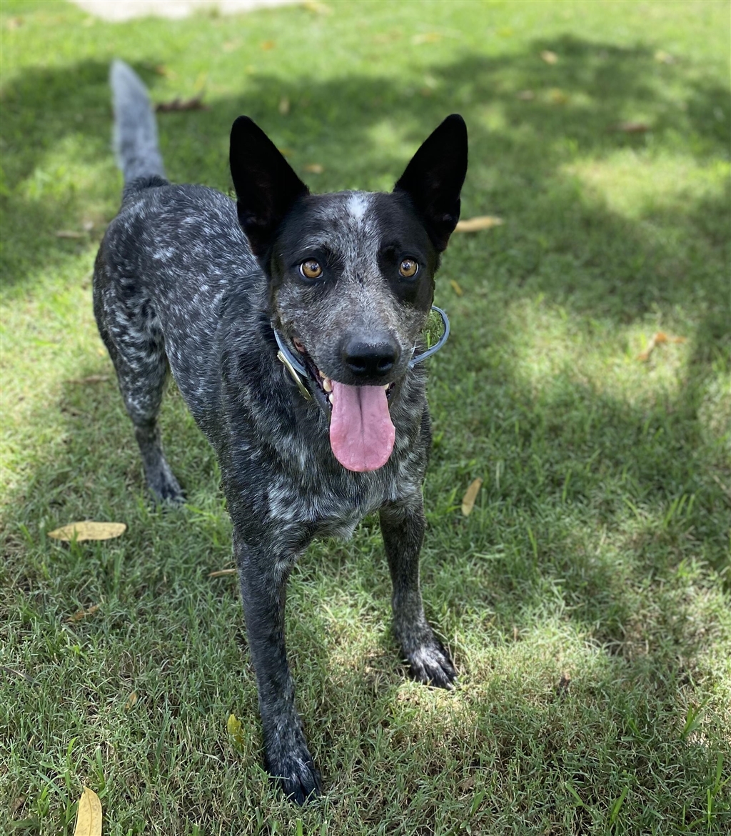 RSPCA Gympie - PetRescue