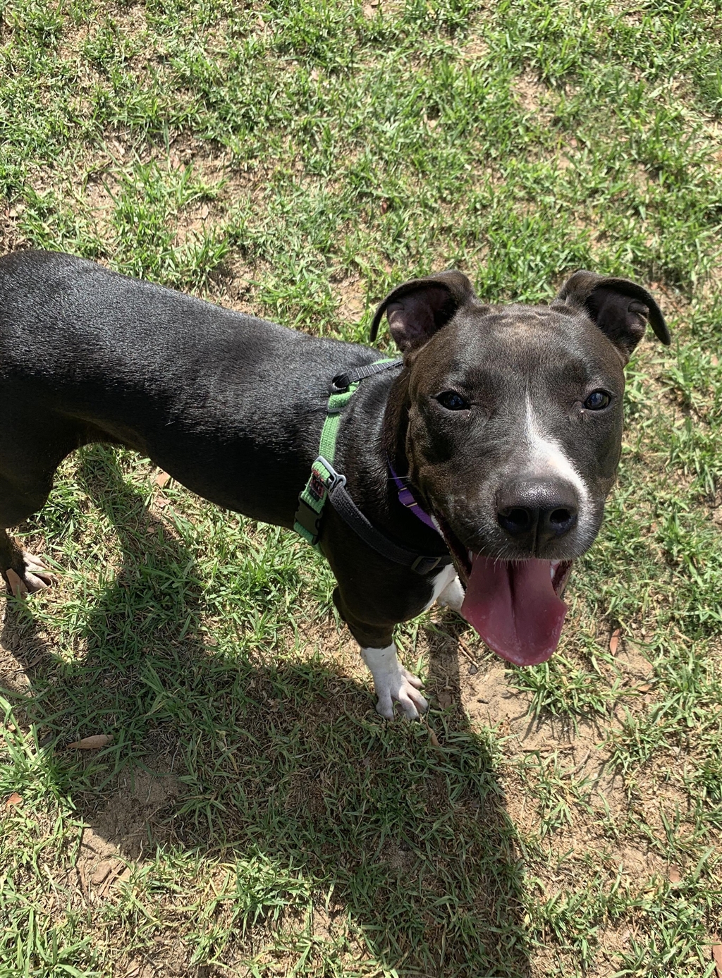 Hemmy - Large Female Staffy Mix Dog in WA - PetRescue