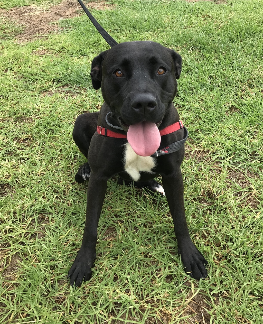 Boo - Large Female Labrador Retriever x American Staffordshire Bull ...