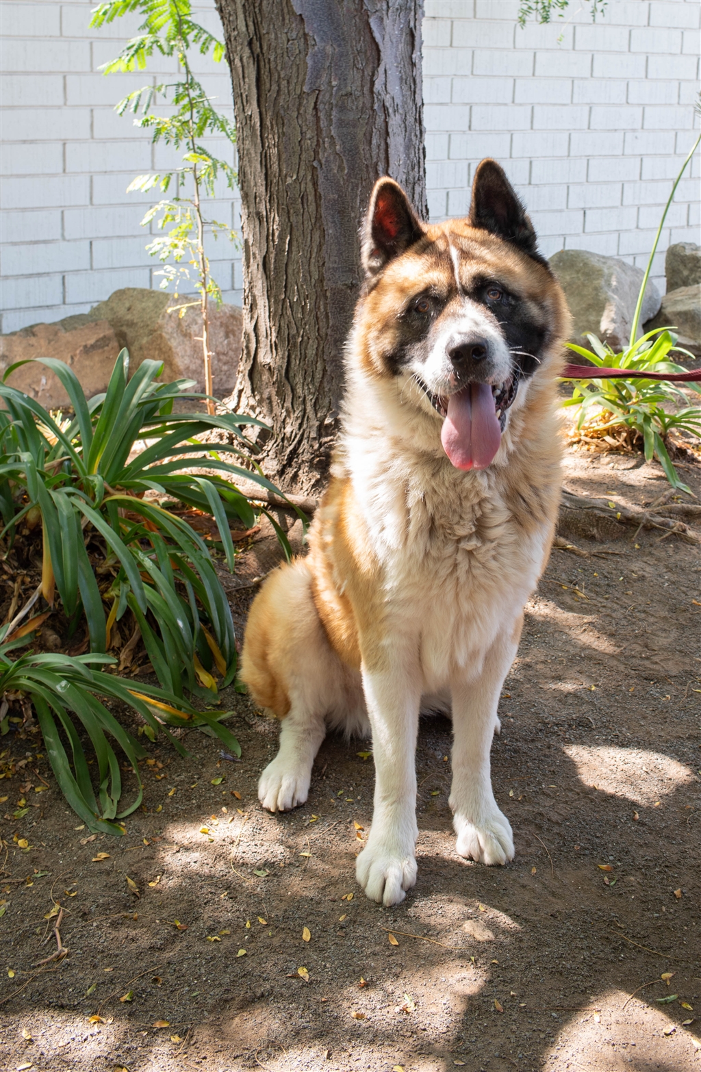 48 Tiny Akita Inu Vs Bear Photo 8K Bleumoonproductions