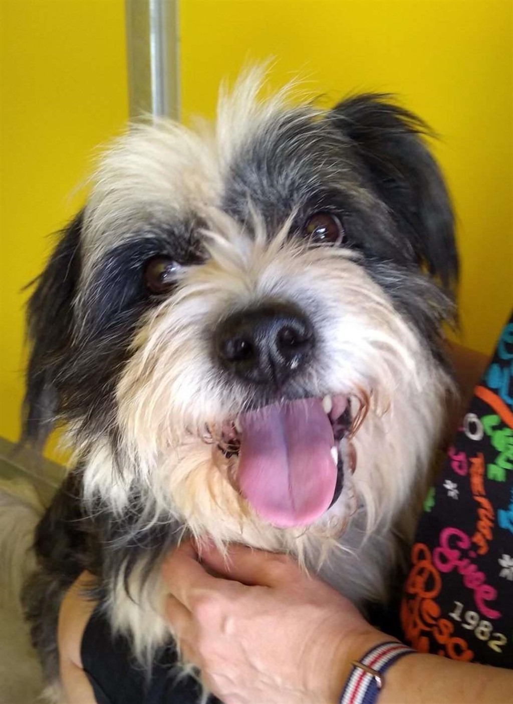 Cedric Small Male Tibetan Terrier Mix Dog in QLD PetRescue
