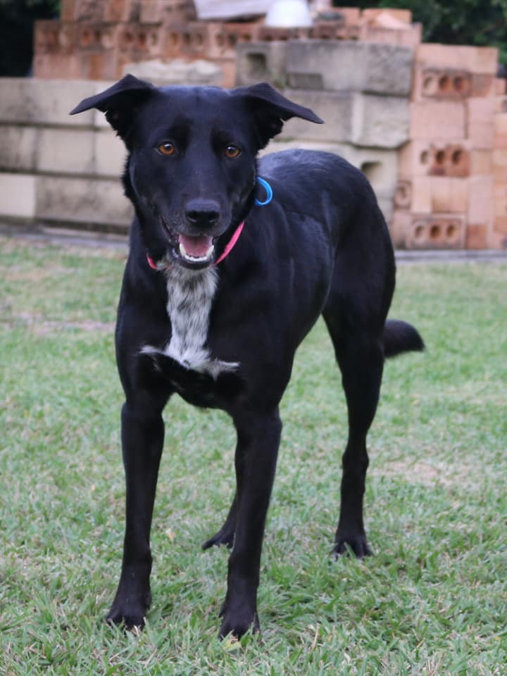 Lucky Paws Dog Rescue Inc. PetRescue