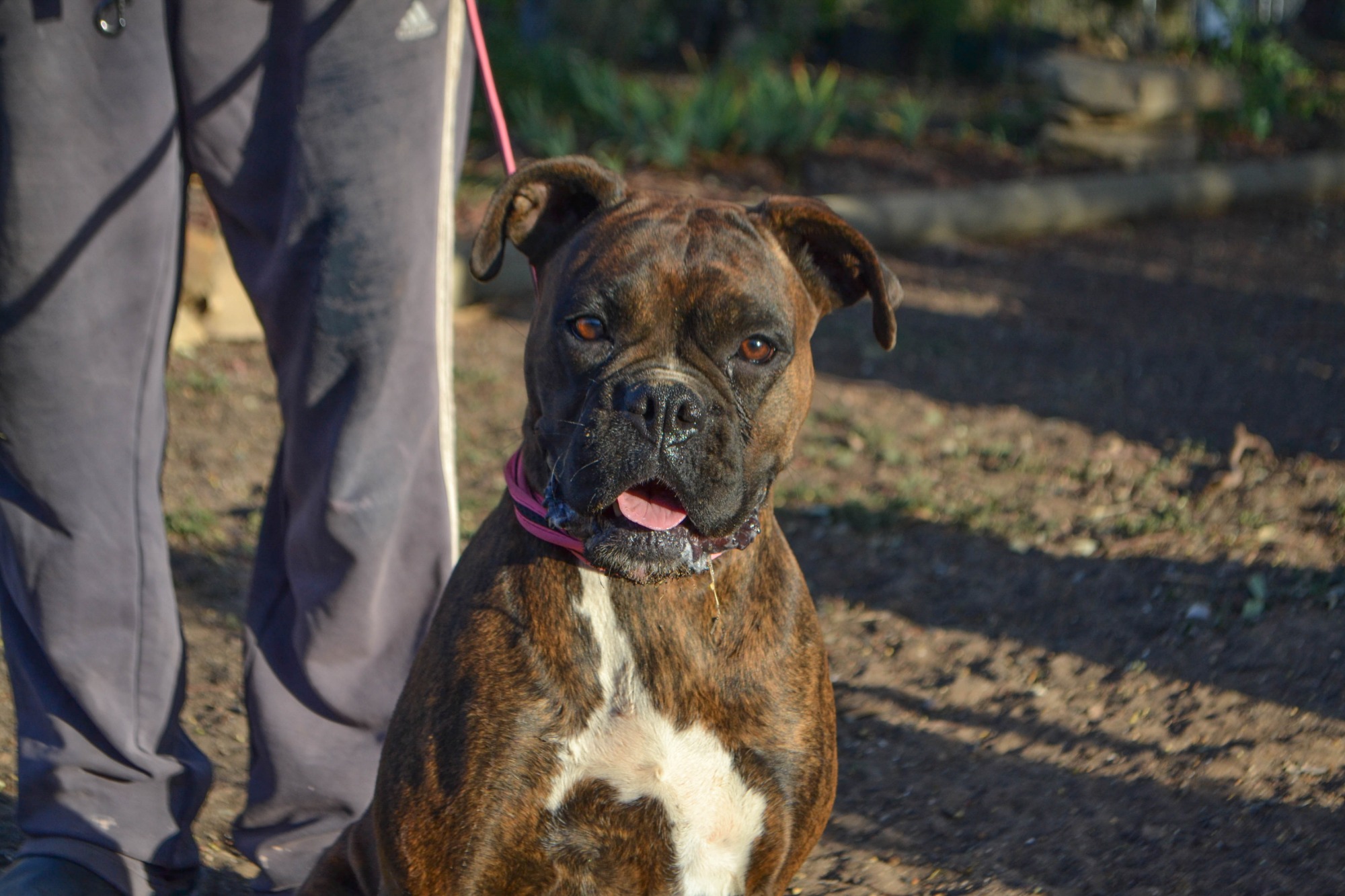 Lex Medium Female Boxer Dog in VIC PetRescue